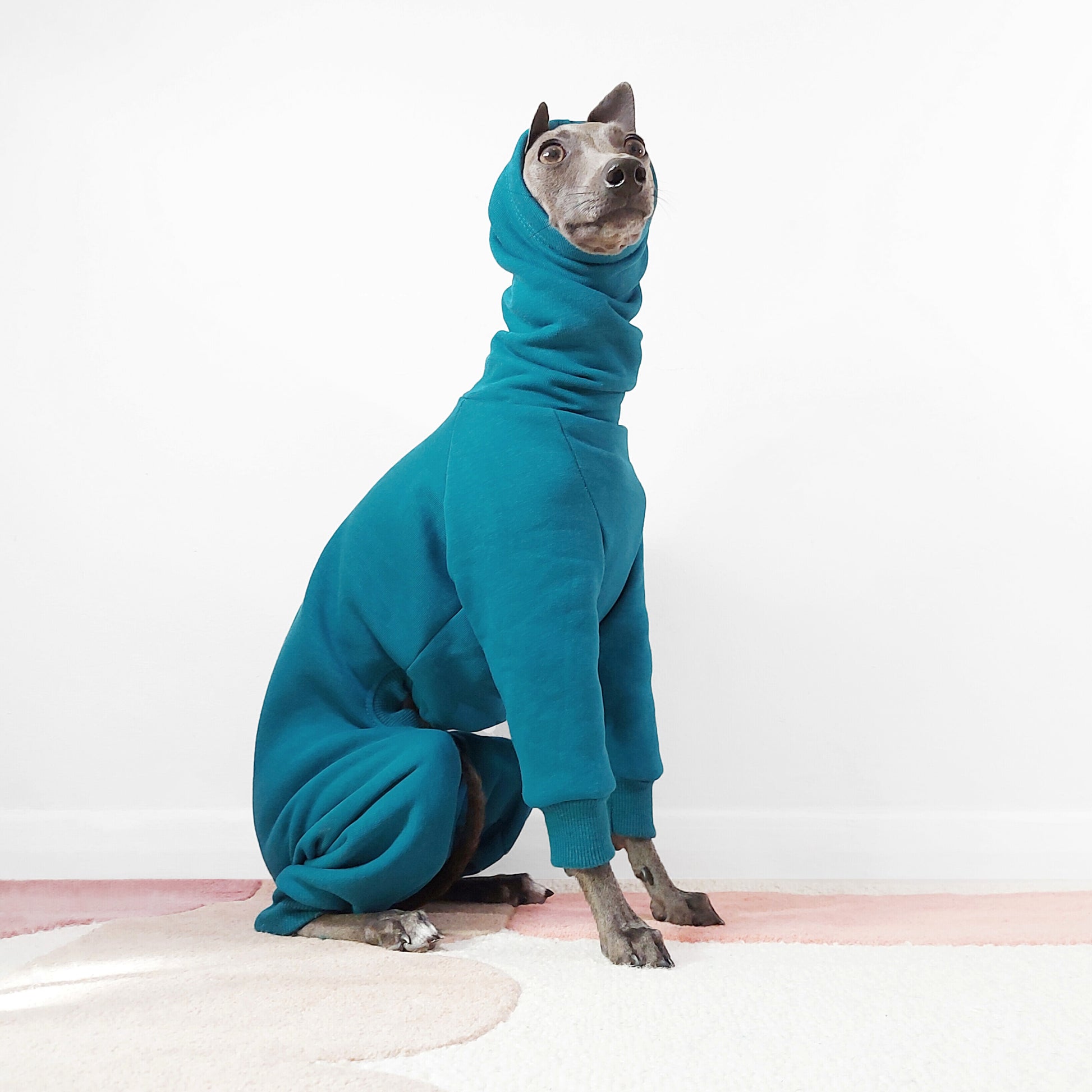 Tofu the Italian Greyhound Sitting in a Deep Teal Dog Onesie made from soft sweatshirt fabric by LE PUP.