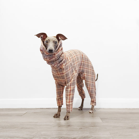 Italian Greyhound wearing luxurious tartan woven wool-blend dog coat by LE PUP.