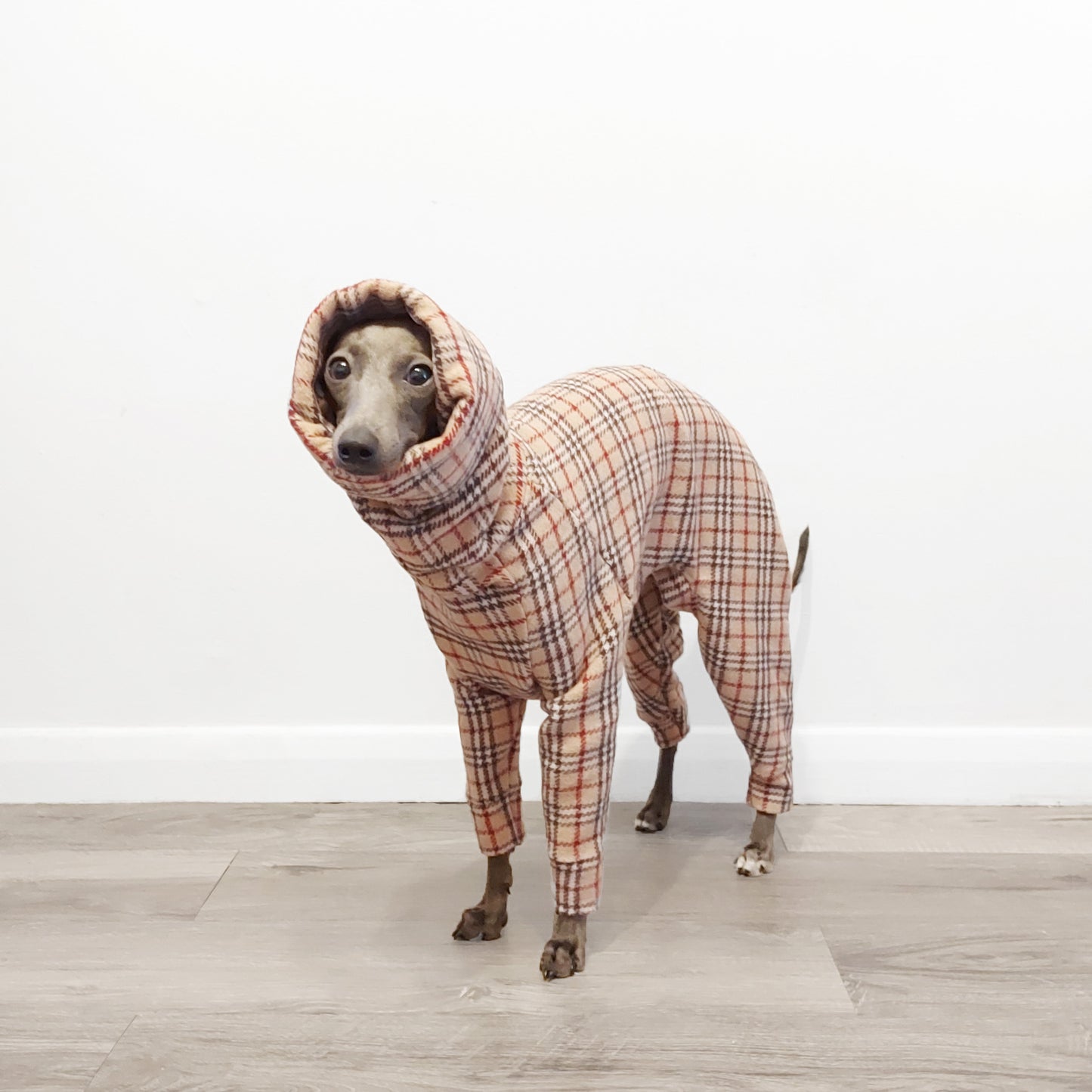 Italian greyhound wearing thick and warm tartan beige wool dog coat with long snood by LE PUP.