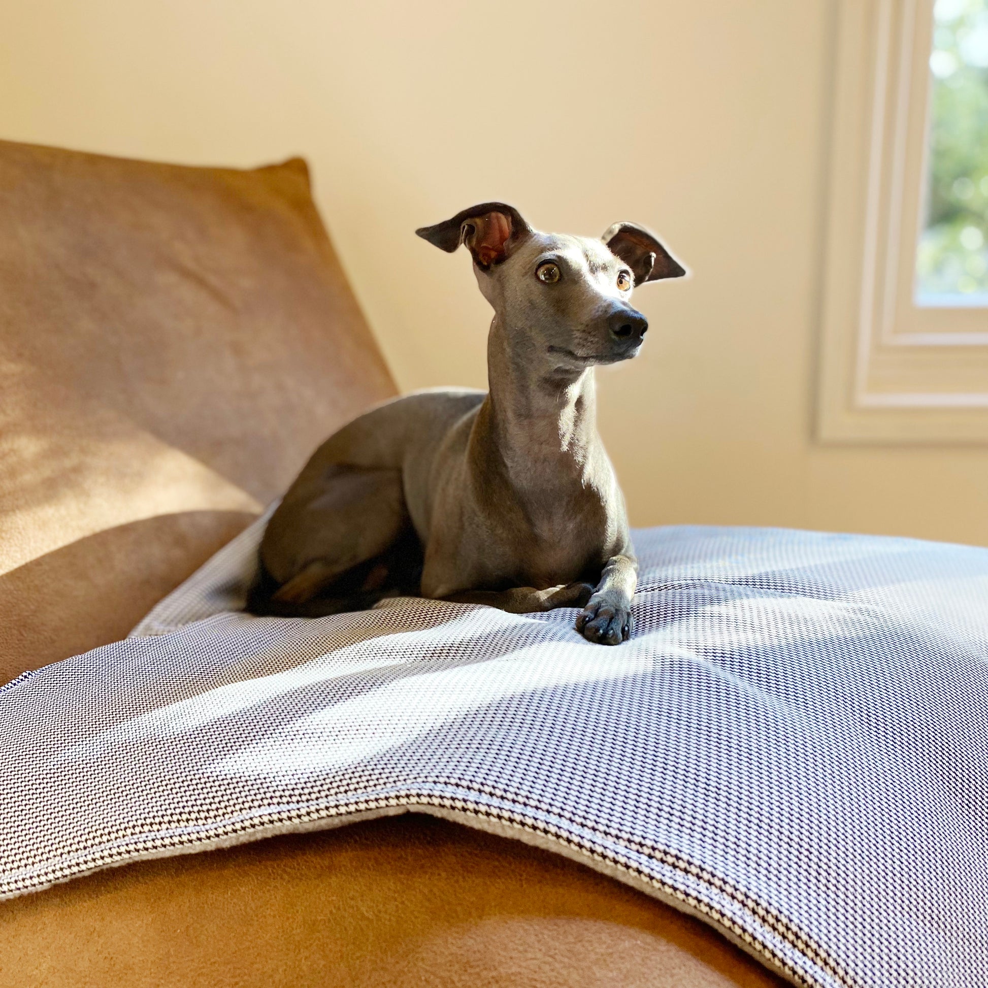 Italian greyhound sitting on Dogtooth  thick dog travel mat by LE PUP.