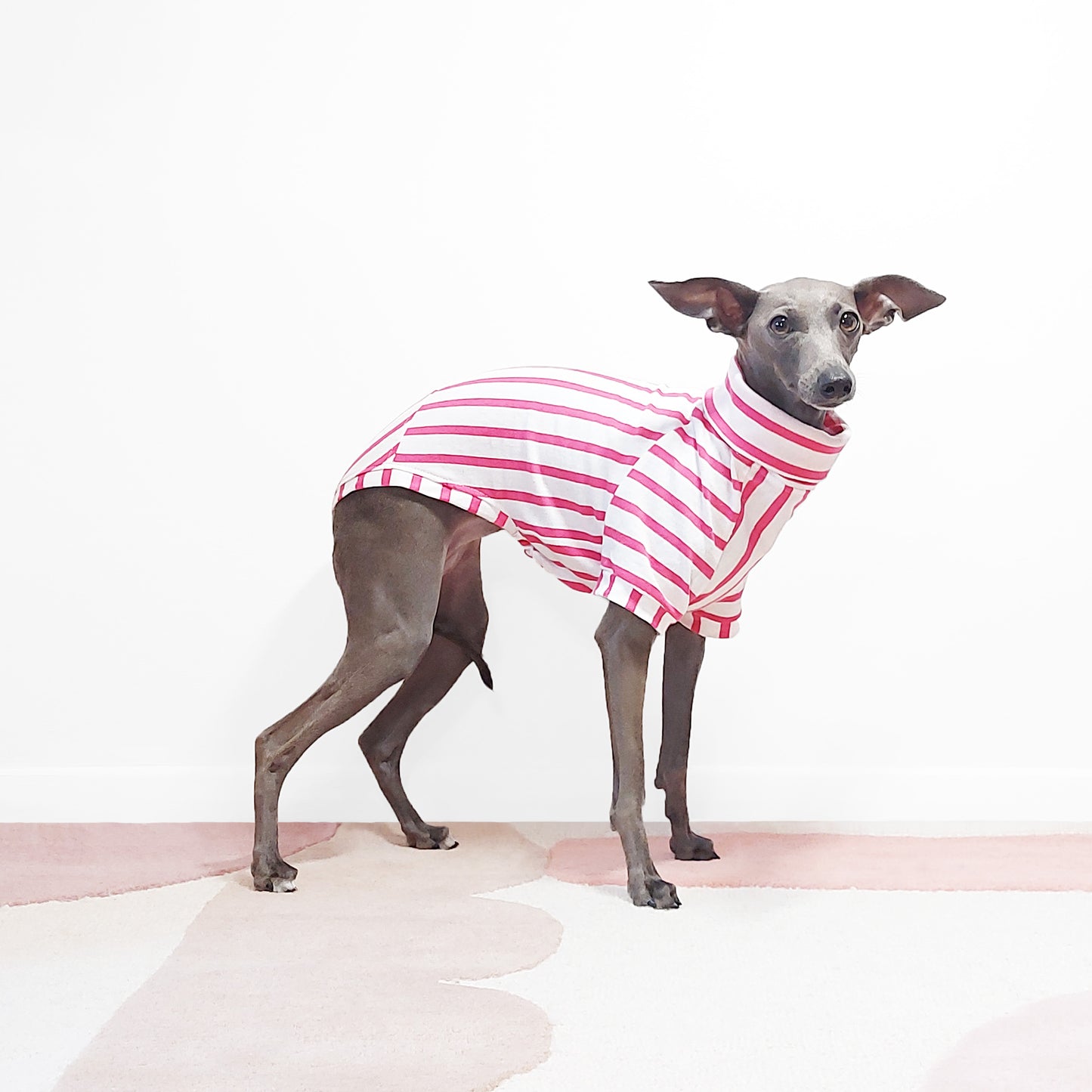 Italian greyhound wearing a handmade eco-friendly organic cotton striped dog t-shirt by LE PUP.