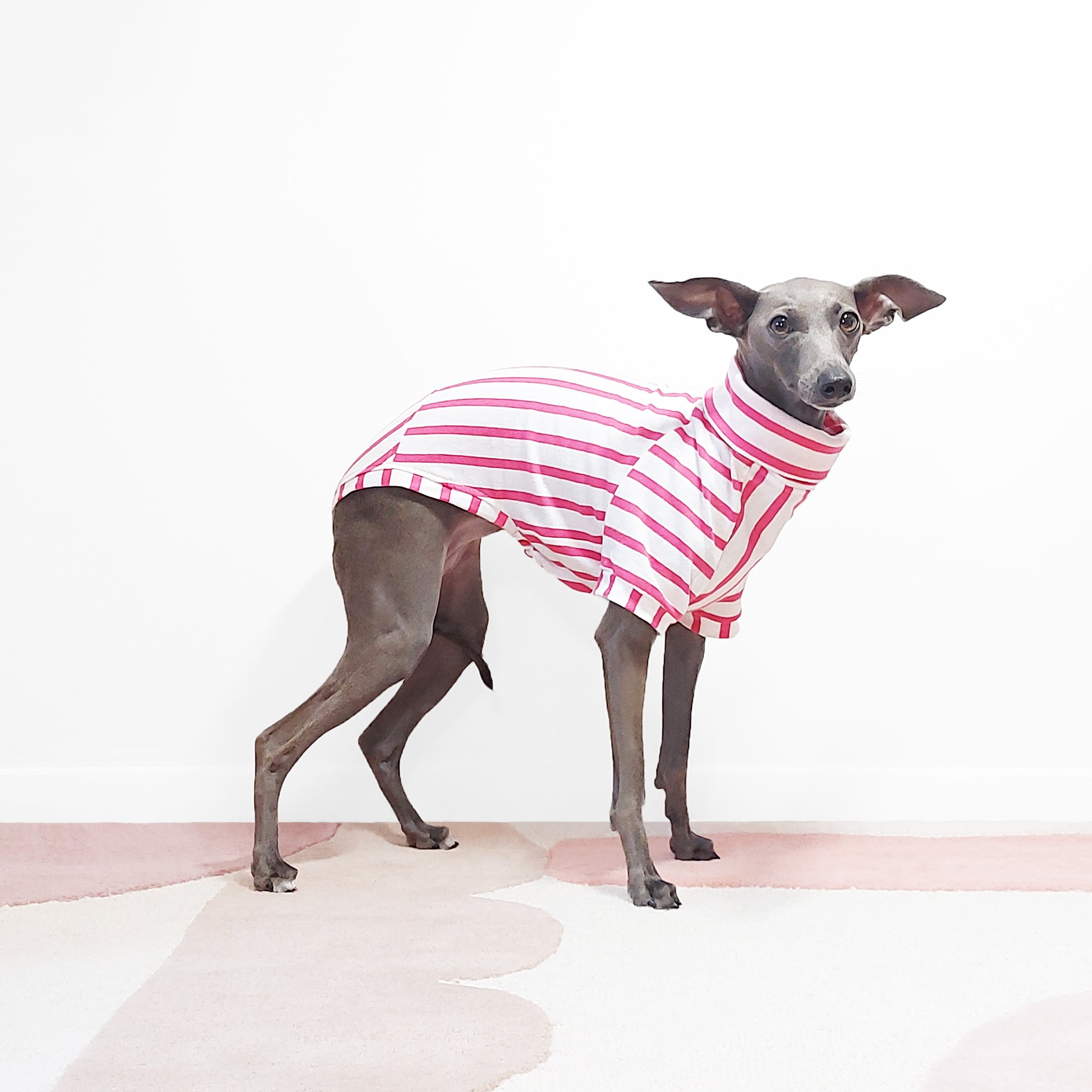 Italian greyhound wearing a handmade eco-friendly organic cotton striped dog t-shirt by LE PUP.