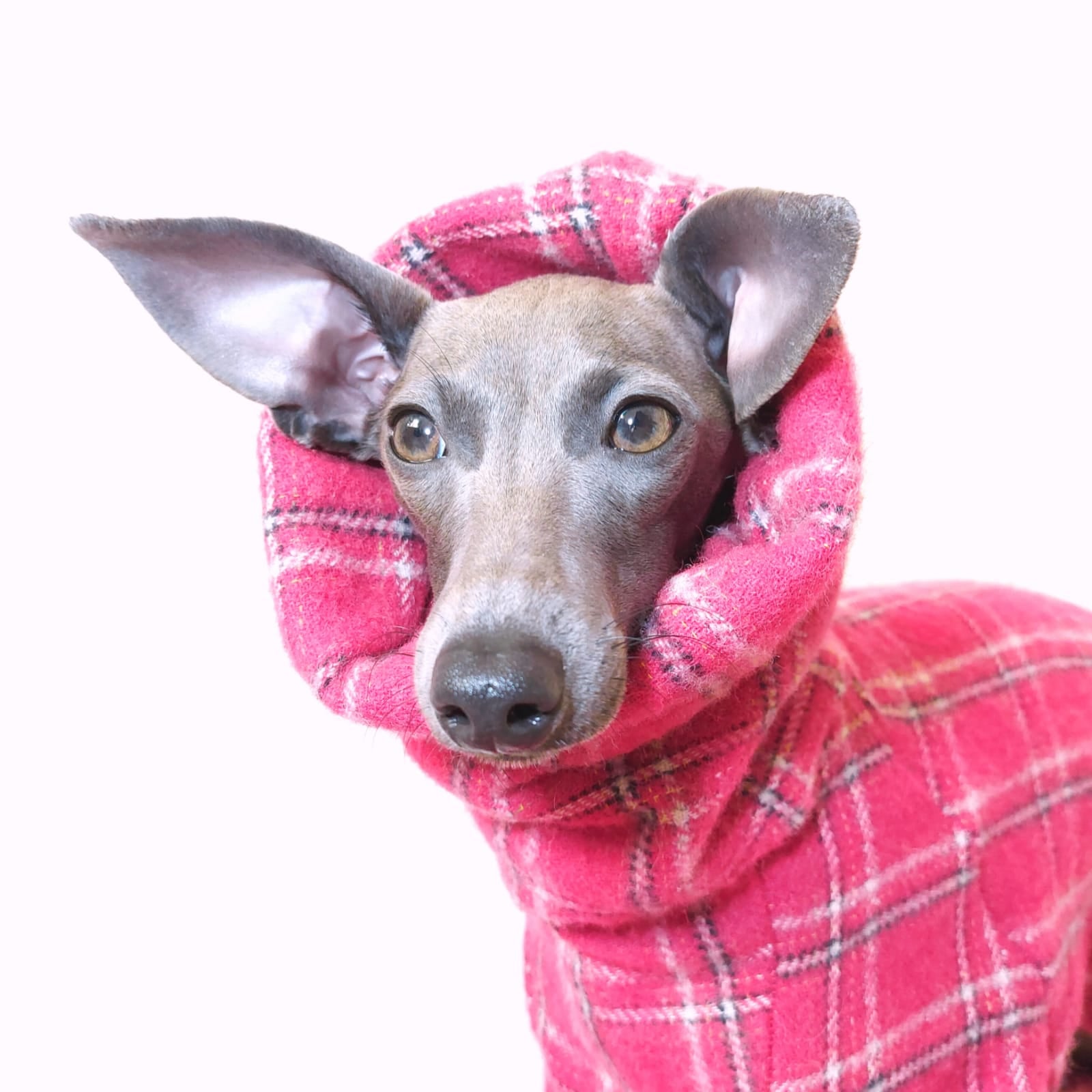Close-up view of Italian greyhound dog wearing pink wool dog coat with a long neck and hood for extra warmth by LE PUP.