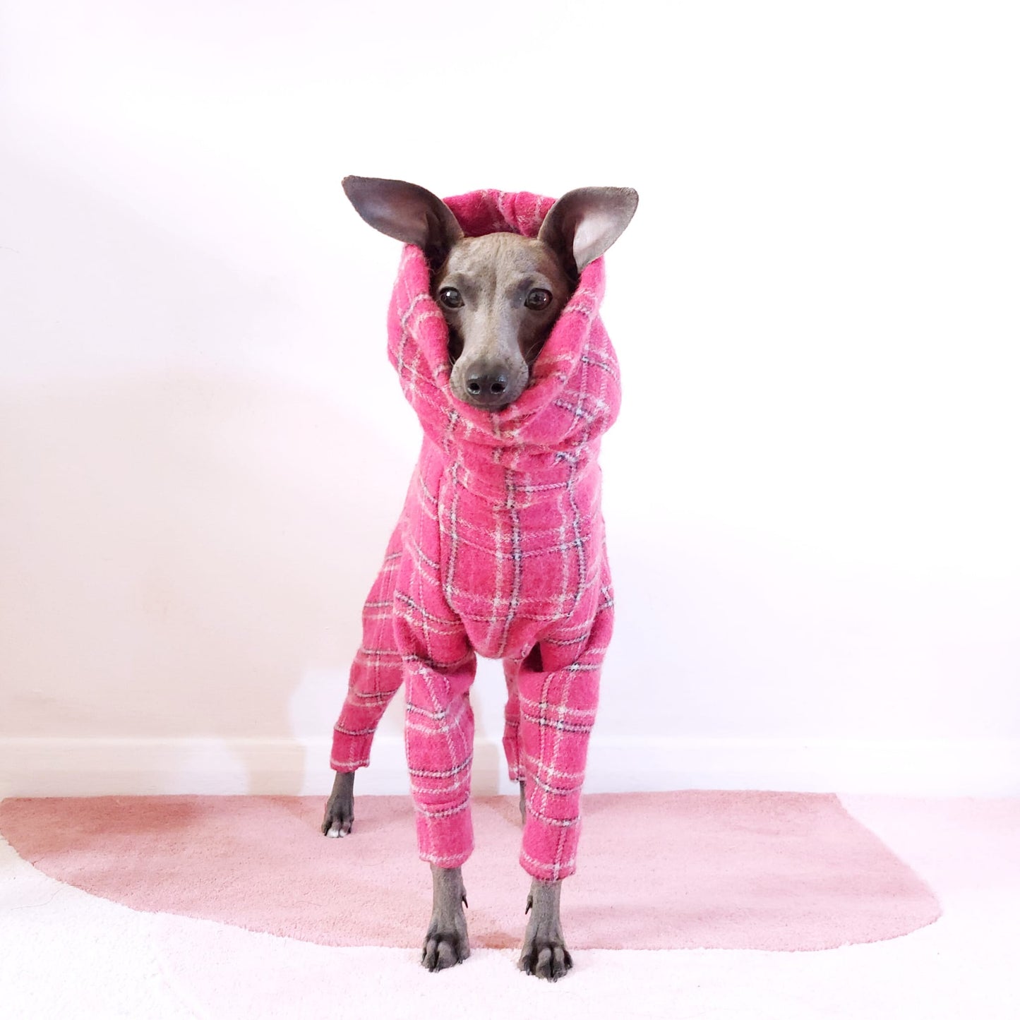 Front view of Italian greyhound standing and wearing a bespoke pink wool tartan dog coat by LE PUP.