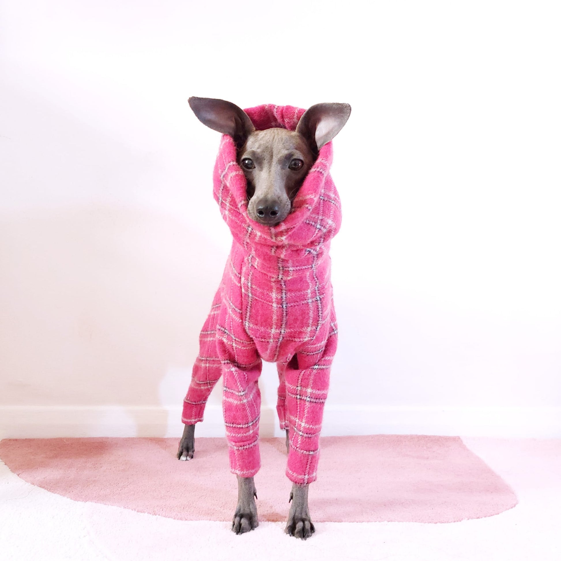 Front view of Italian greyhound standing and wearing a bespoke pink wool tartan dog coat by LE PUP.