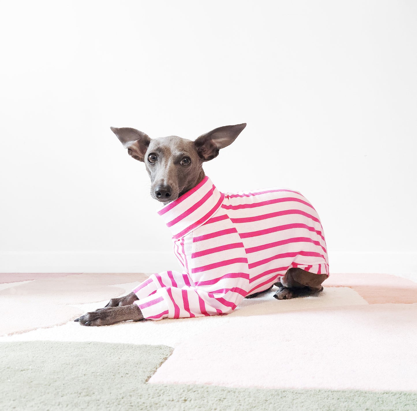 Italian Greyhound in a lightweight cotton pink t-shirt, made from sustainable GOTS-certified cotton by LE PUP.