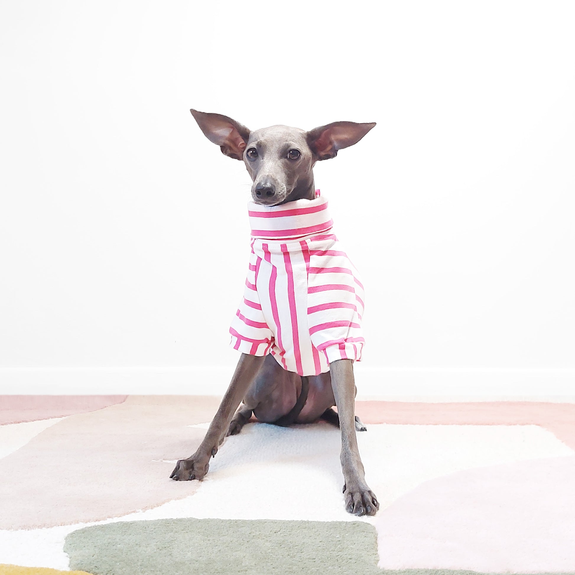 Cute whippet sitting wearing a pink organic t-shirt, perfect for spring by LE PUP.