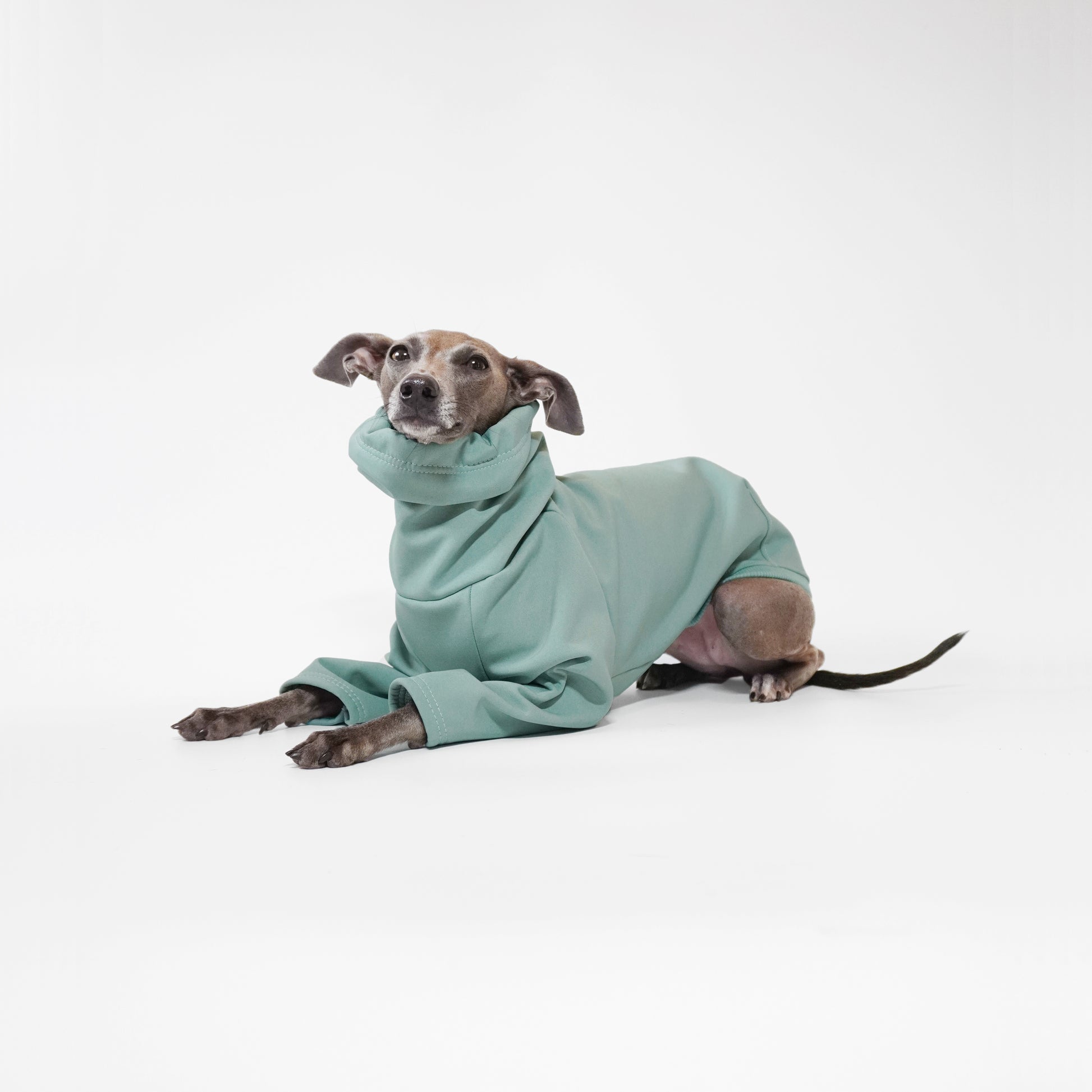 Tofu the Italian Greyhound sitting in a sage LÈ PUP dog coat