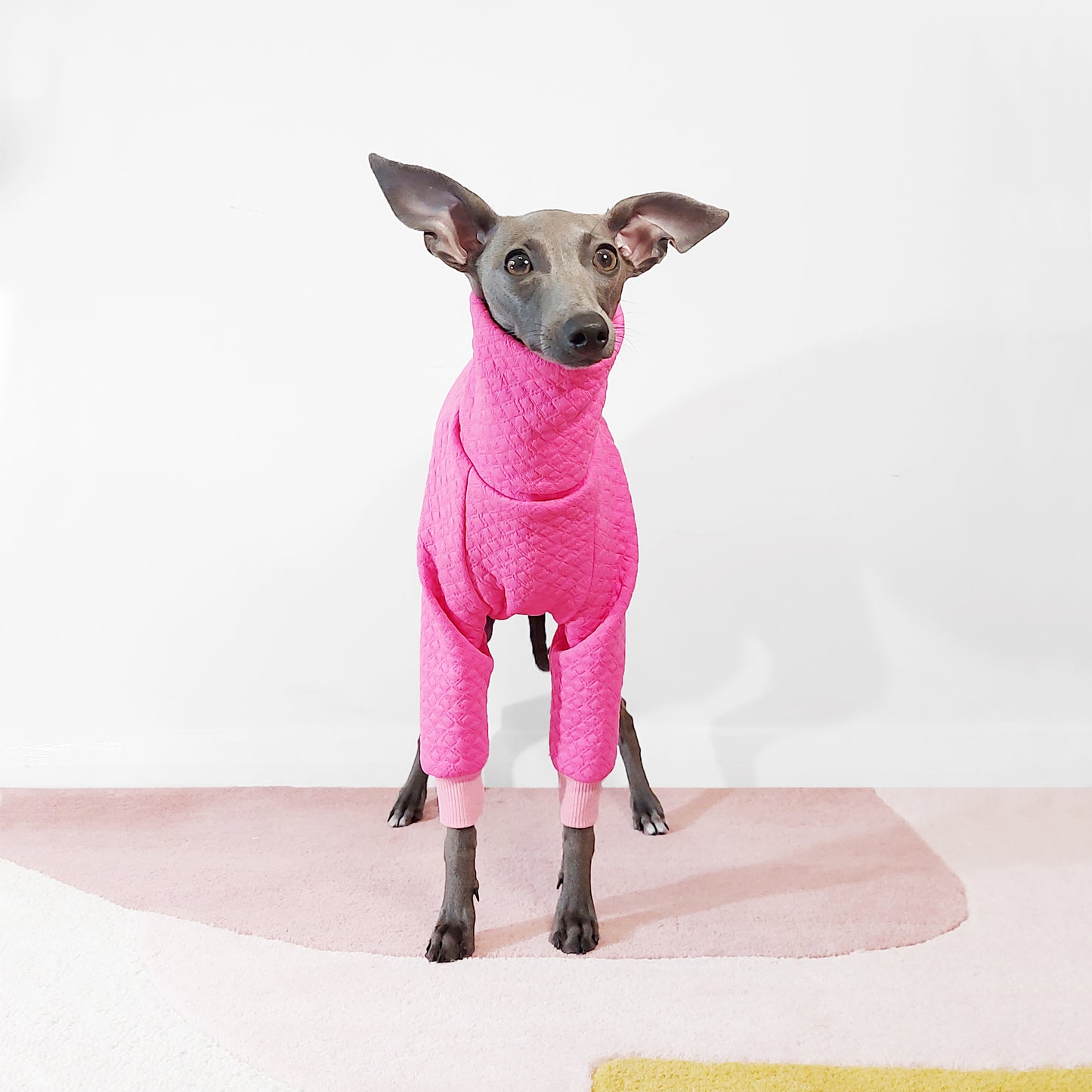 Front view of cute puppy dog wearing made to measure luxury dog coat by LE PUP.