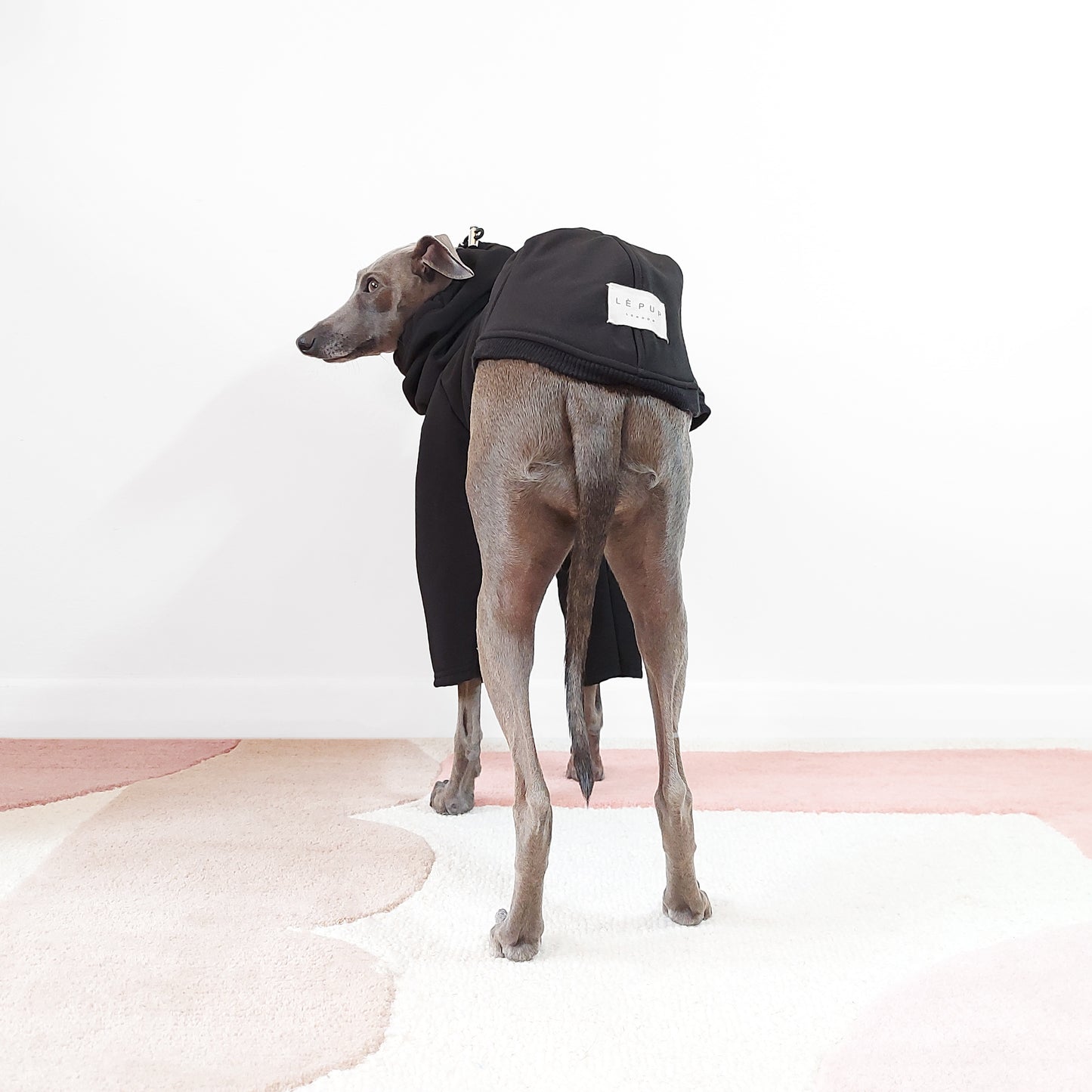 Standing Shot of Italian greyhound wearing black waterproof raincoat by LE PUP. Back