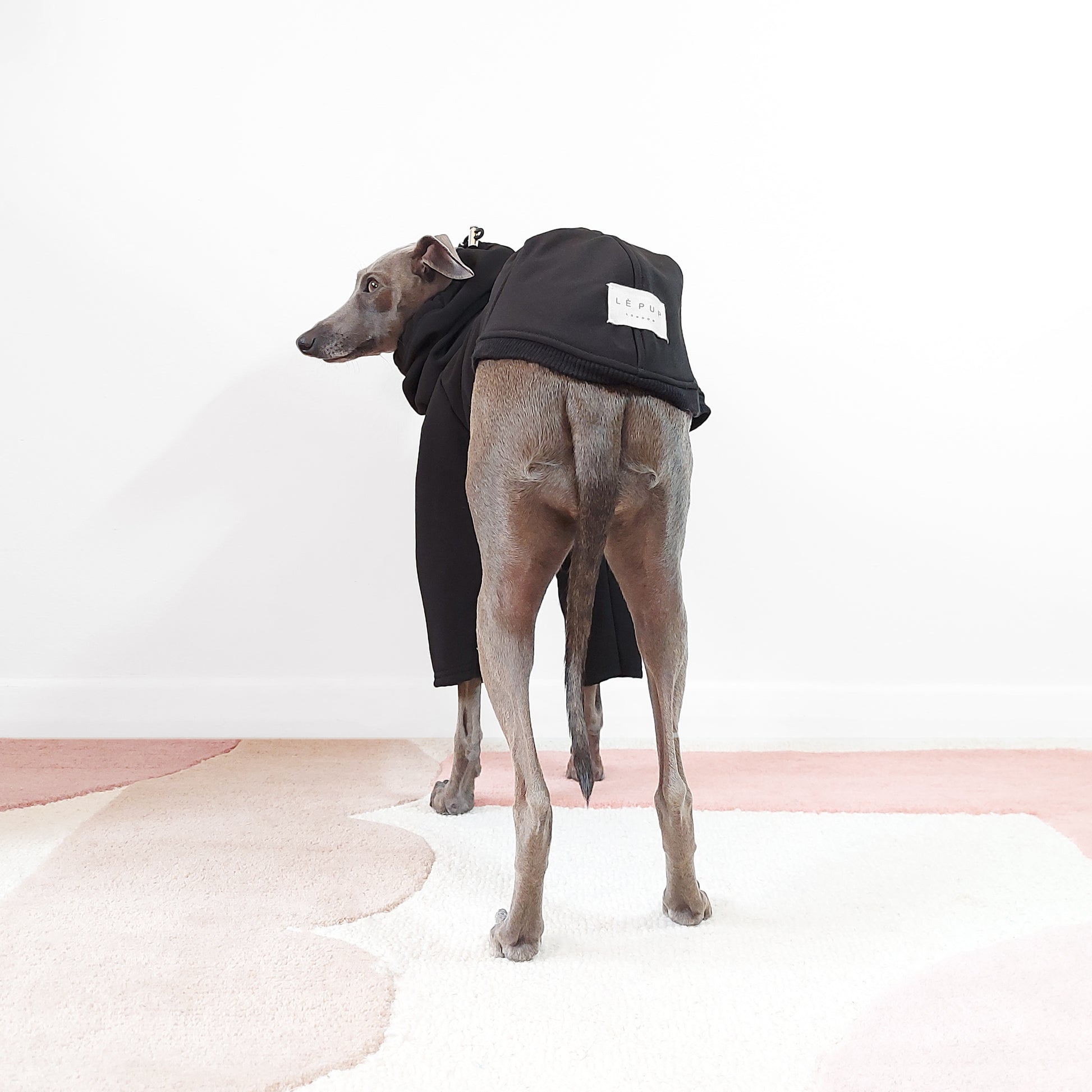 Standing Shot of Italian greyhound wearing black waterproof raincoat by LE PUP. Back