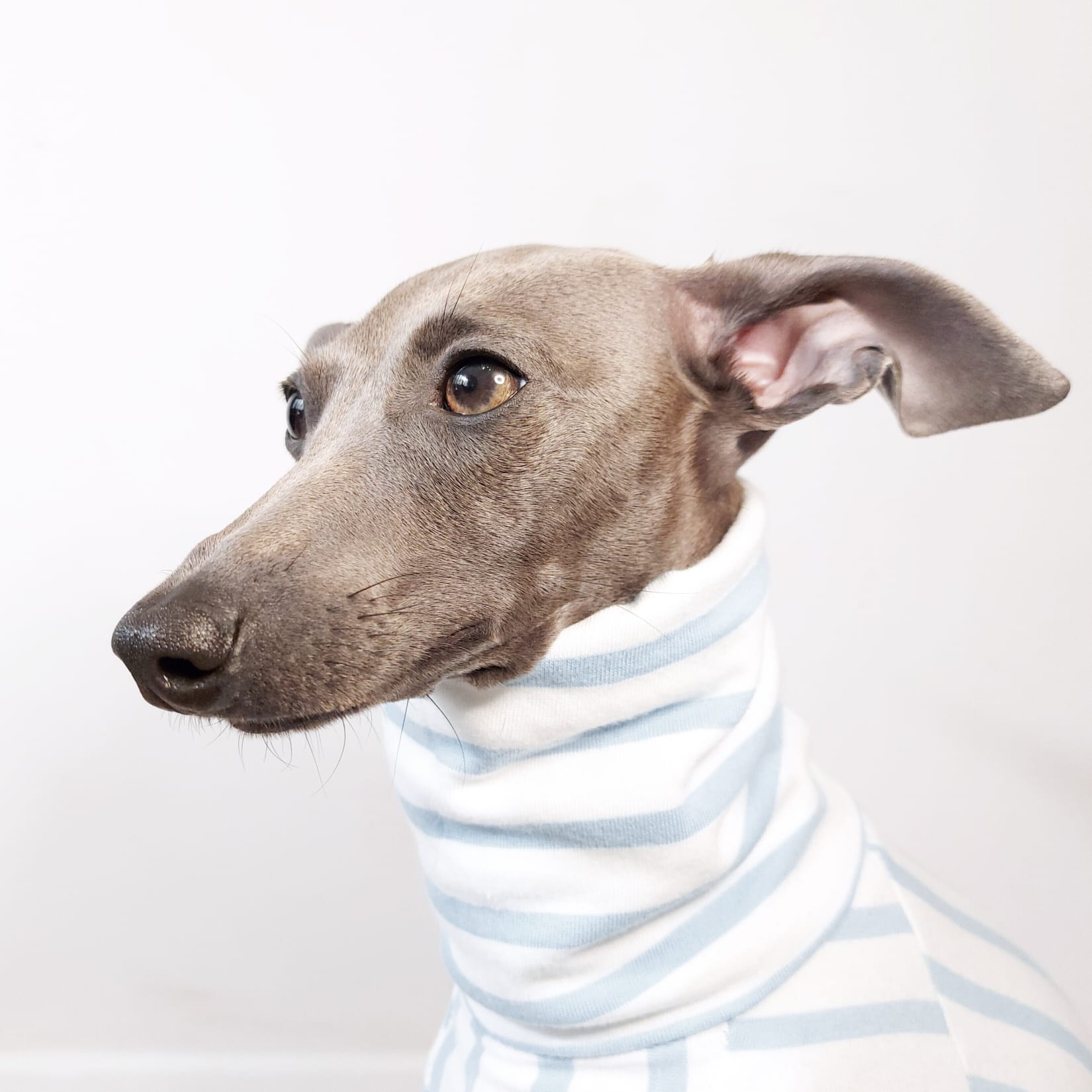100% organic cotton turtleneck dog onesie for Italian Greyhounds and whippets by Le Pup London