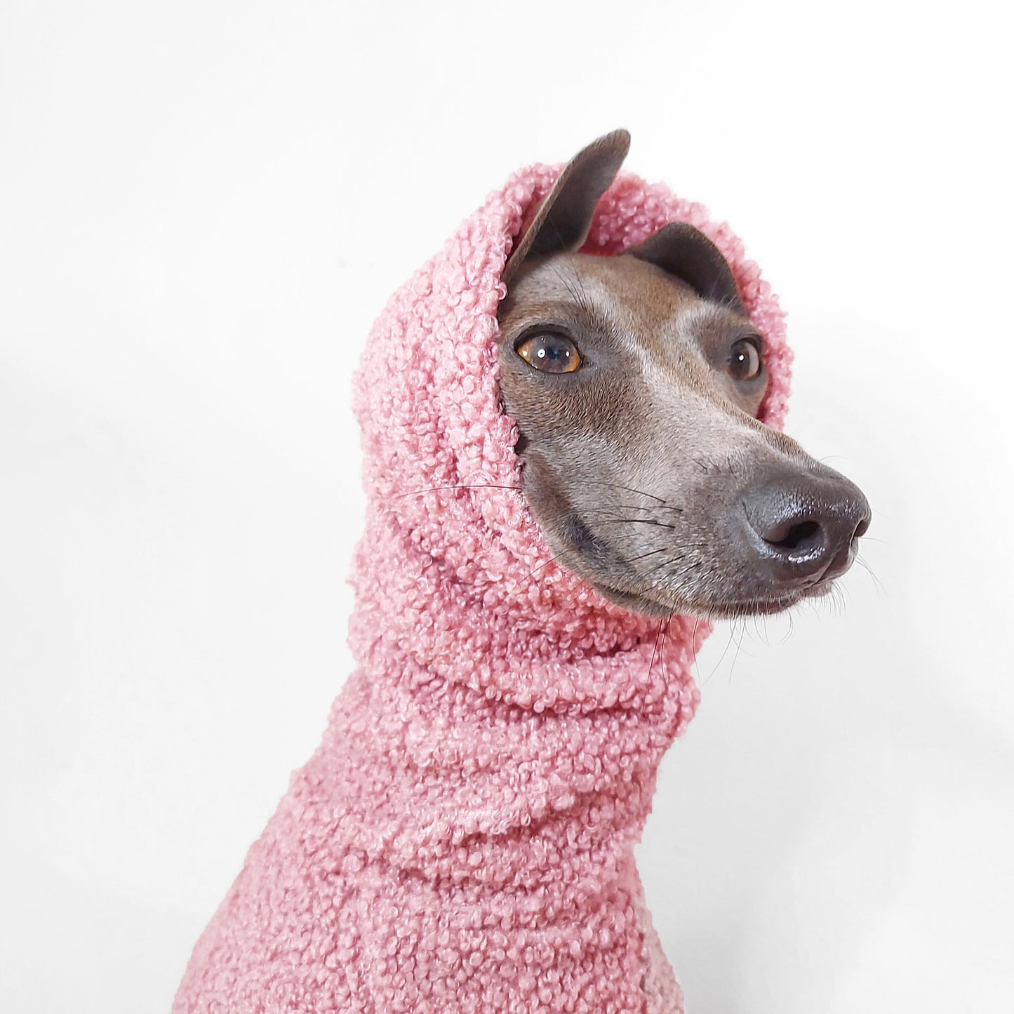 Headshot of Tofu the Italian greyhound wearing a soft and fluffy turtleneck sherpa fleece onesie by LE PUP.