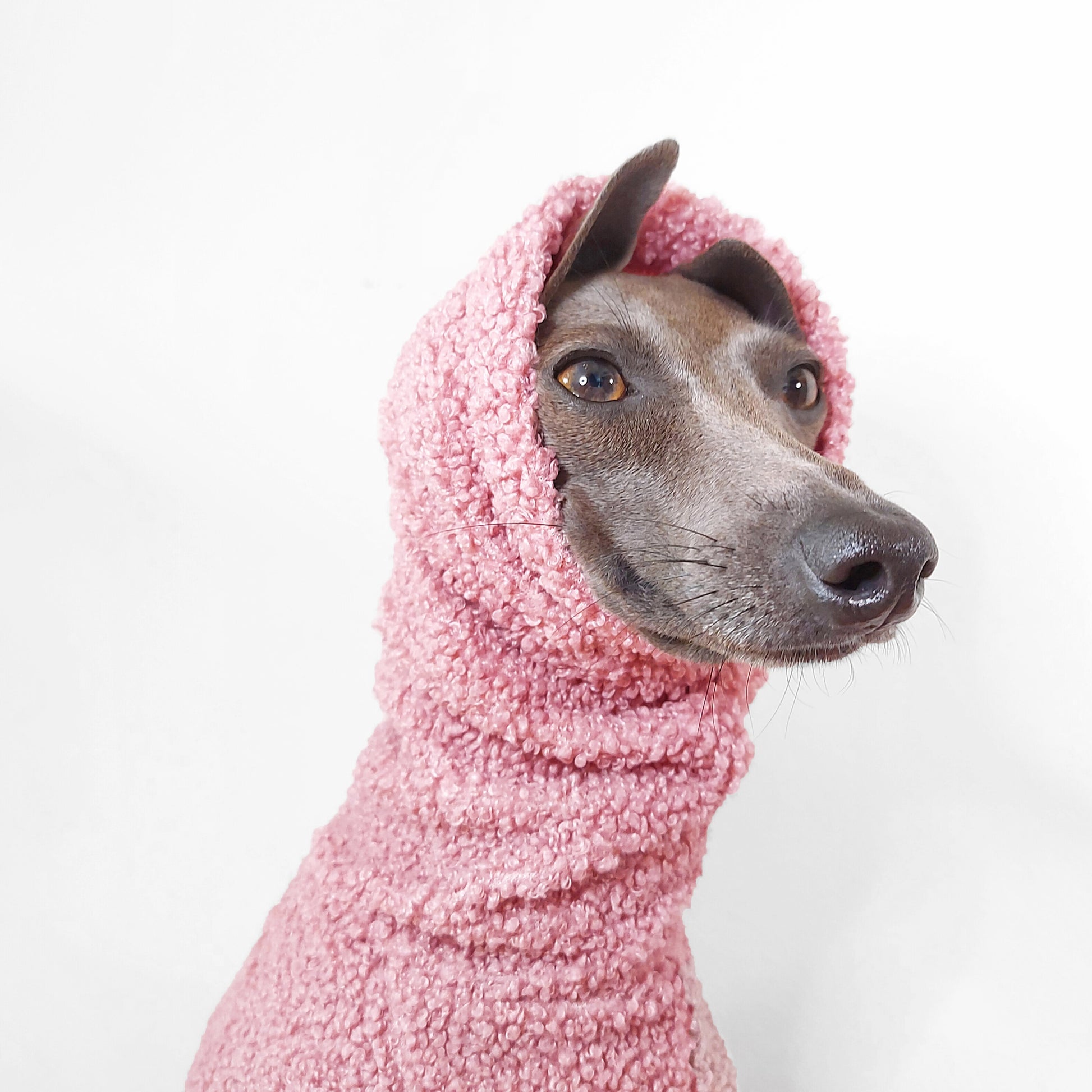 Headshot of Tofu the Italian greyhound wearing a soft and fluffy turtleneck sherpa fleece onesie by LE PUP.