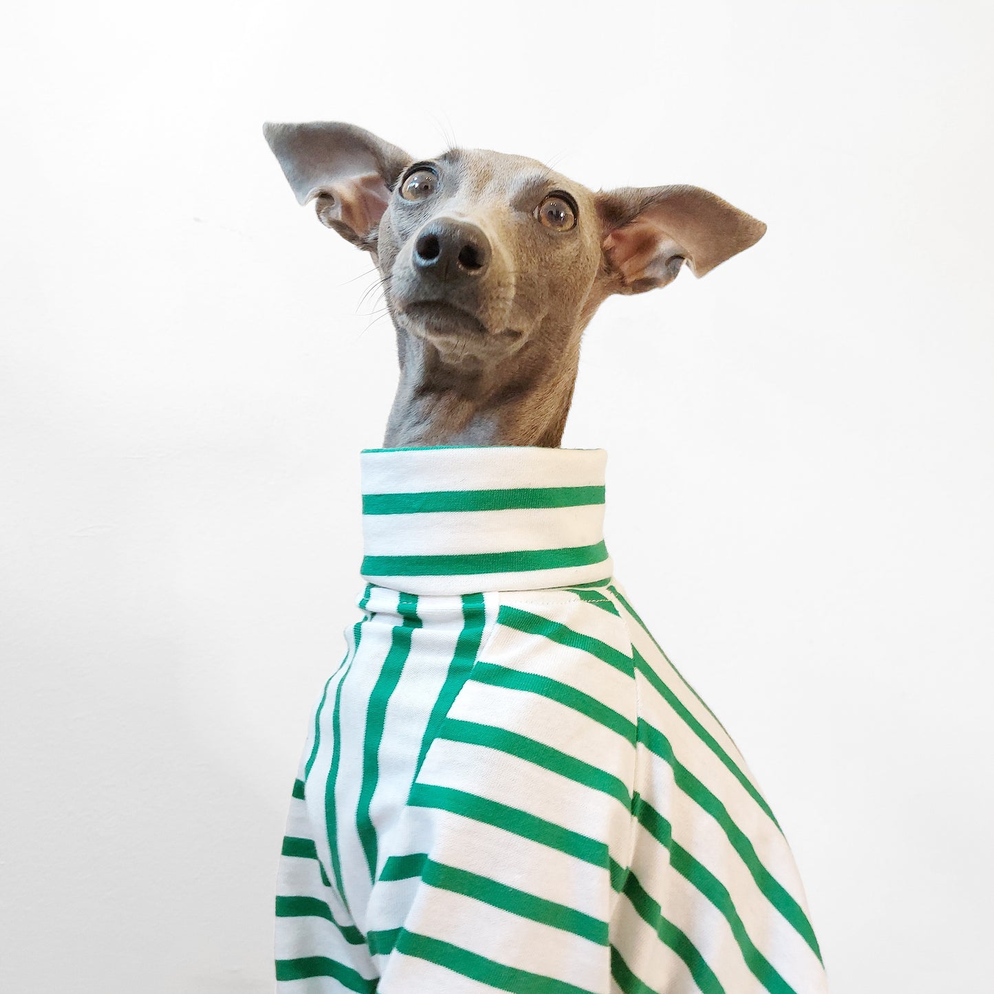 Headshot of dog wearing stripey green GOTs and Eco-friendly organic cotton jumpers by LE PUP.