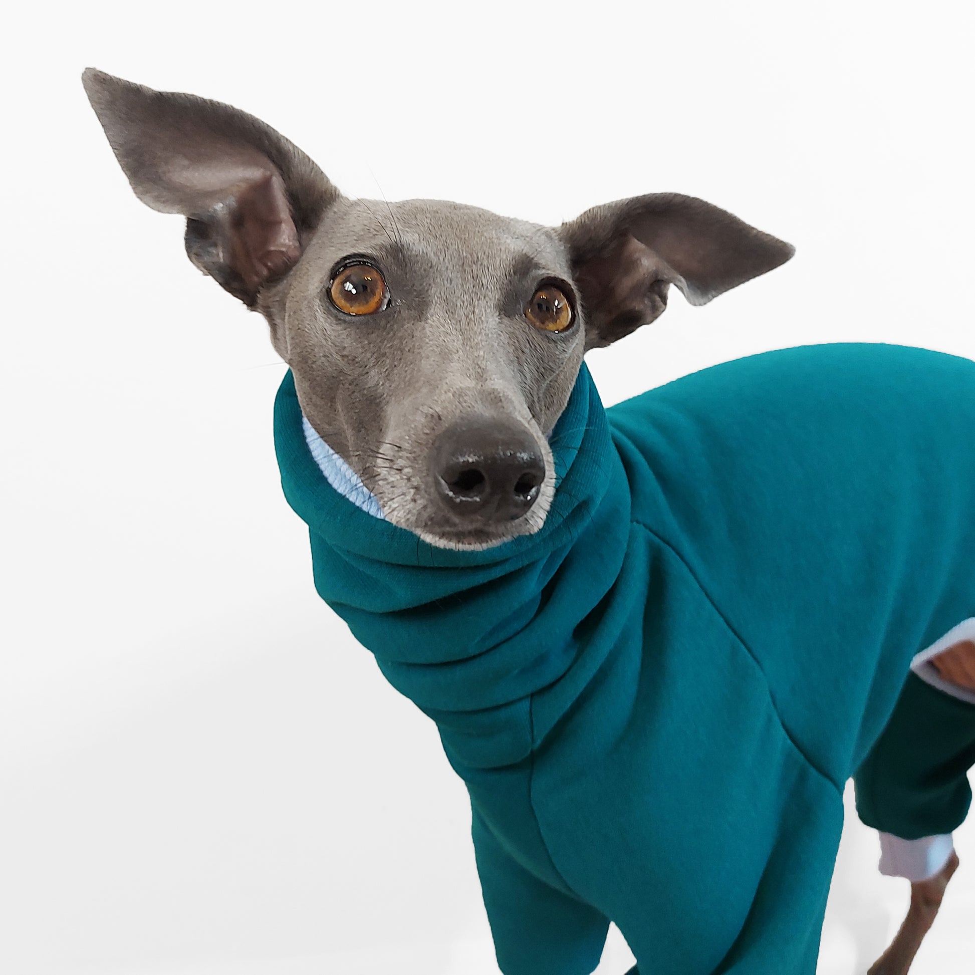Close-up of a Whippet in a teal and blue dog onesie made from certified materials by LE PUP in London.