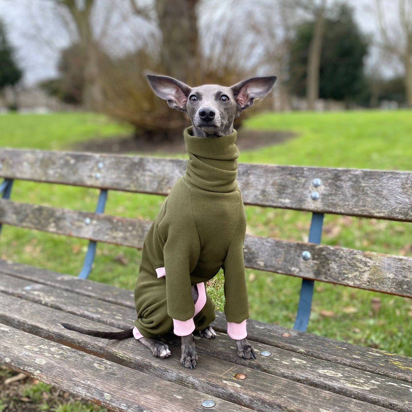 Whippet in park wearing custom made dog onesie in green and pink by LE PUP.