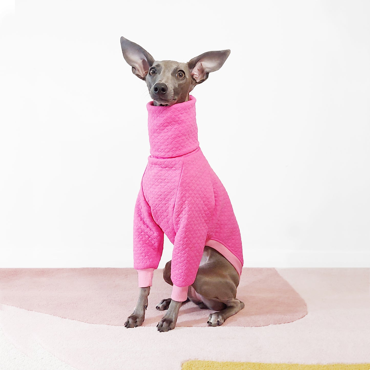 Front shot of sitting Italian greyhound dog wearing jaquard pink dog jumper bespoke made by LE PUP.