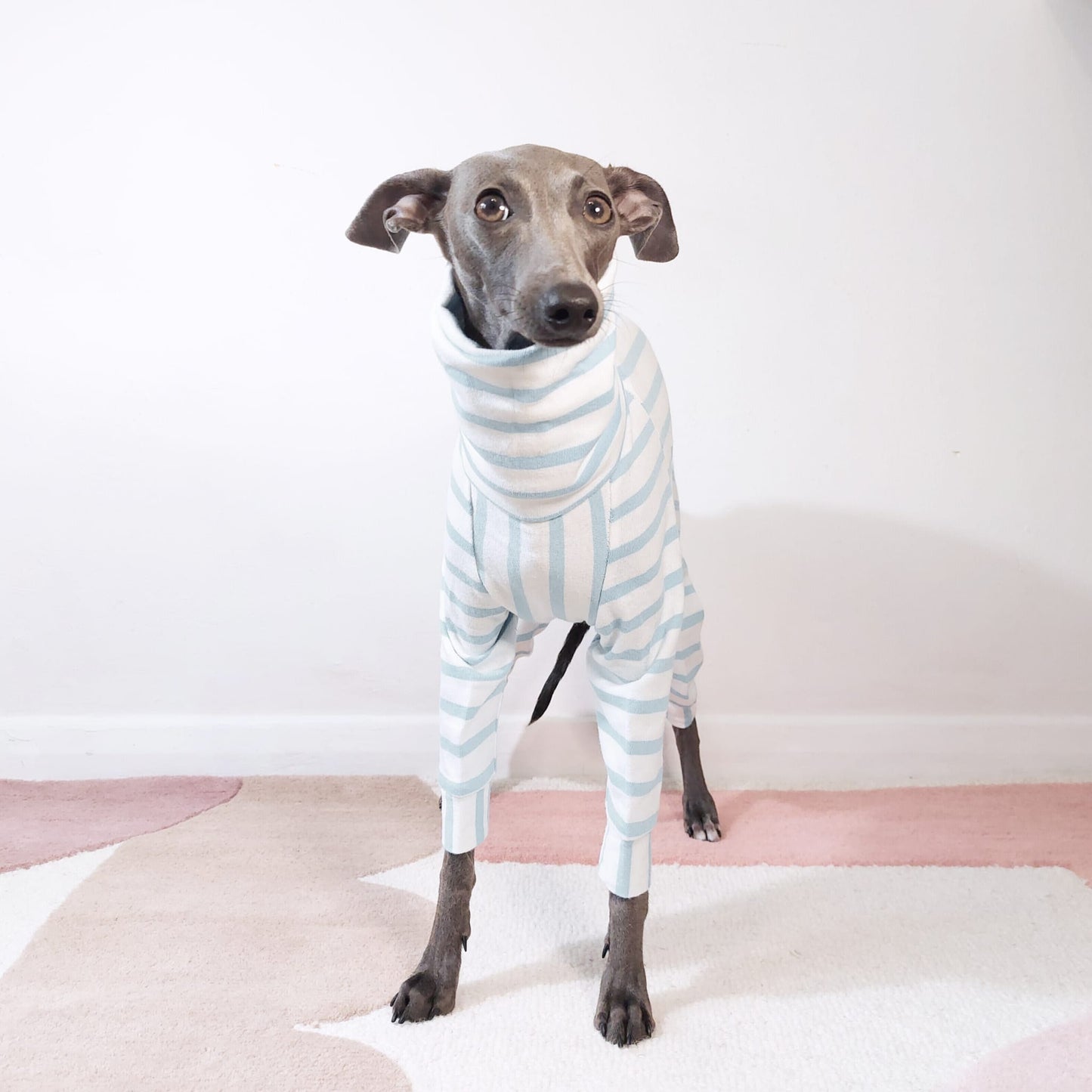 100% organic cotton dog onesie for Italian Greyhounds and whippets by Le Pup London