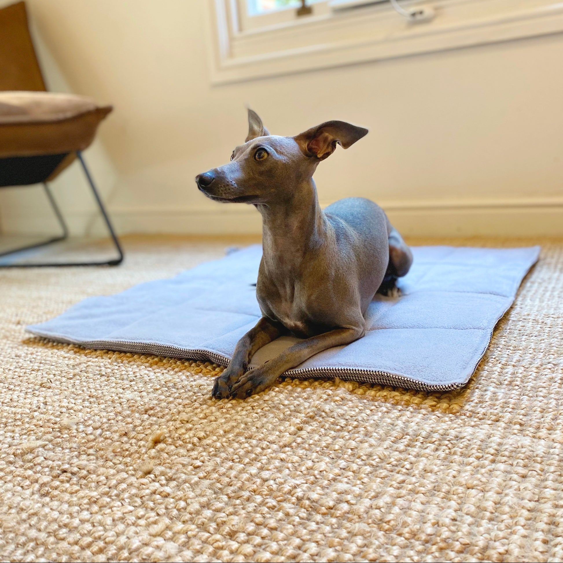 Italian Greyhound enjoying a handmade travel dog mat with luxurious fabrics by LE PUP