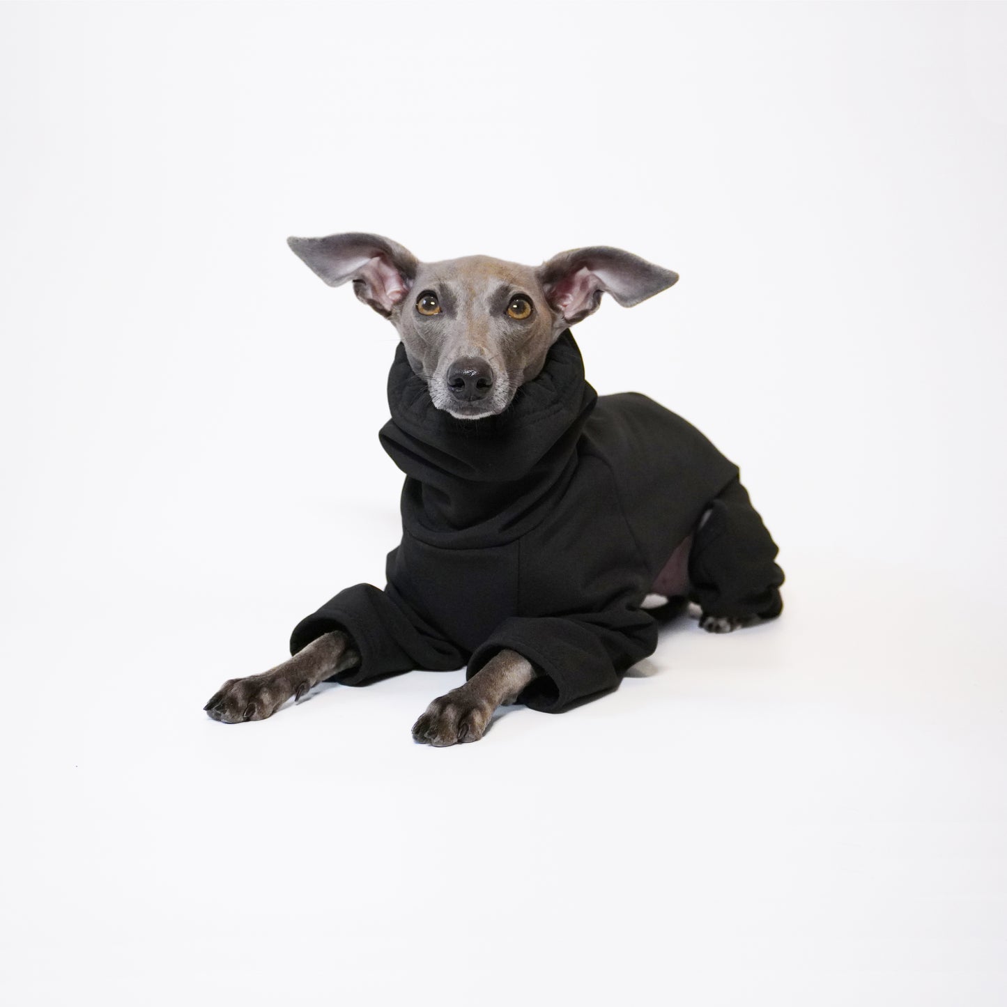 Front sitting shot of Italian greyhound pup sitting down wearing black waterproof softshell dog raincoat by LE PUP.