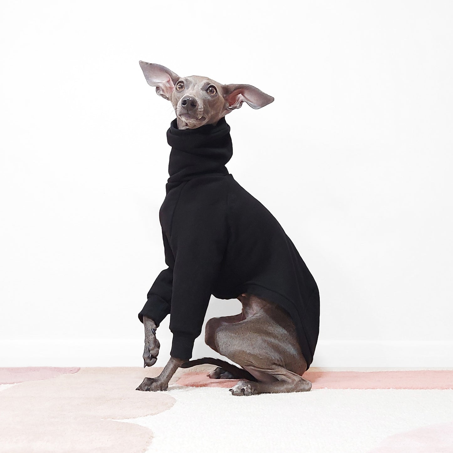 Side view of Italian greyhound sitting wearing black ECO friendly, OEKO-TEX Sweatshirt materials by LE PUP