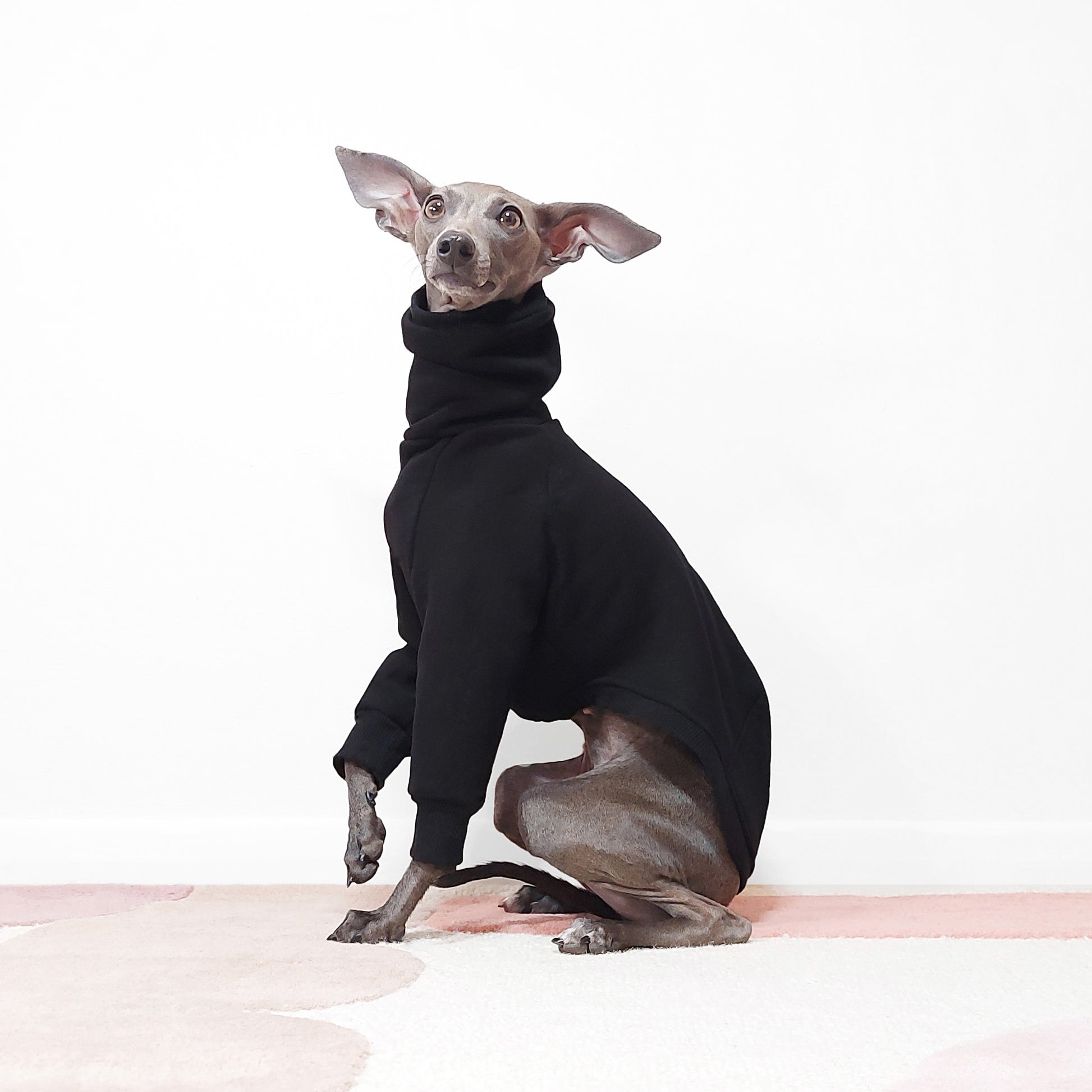 Side view of Italian greyhound sitting wearing black ECO friendly, OEKO-TEX  Sweatshirt materials by LE PUP