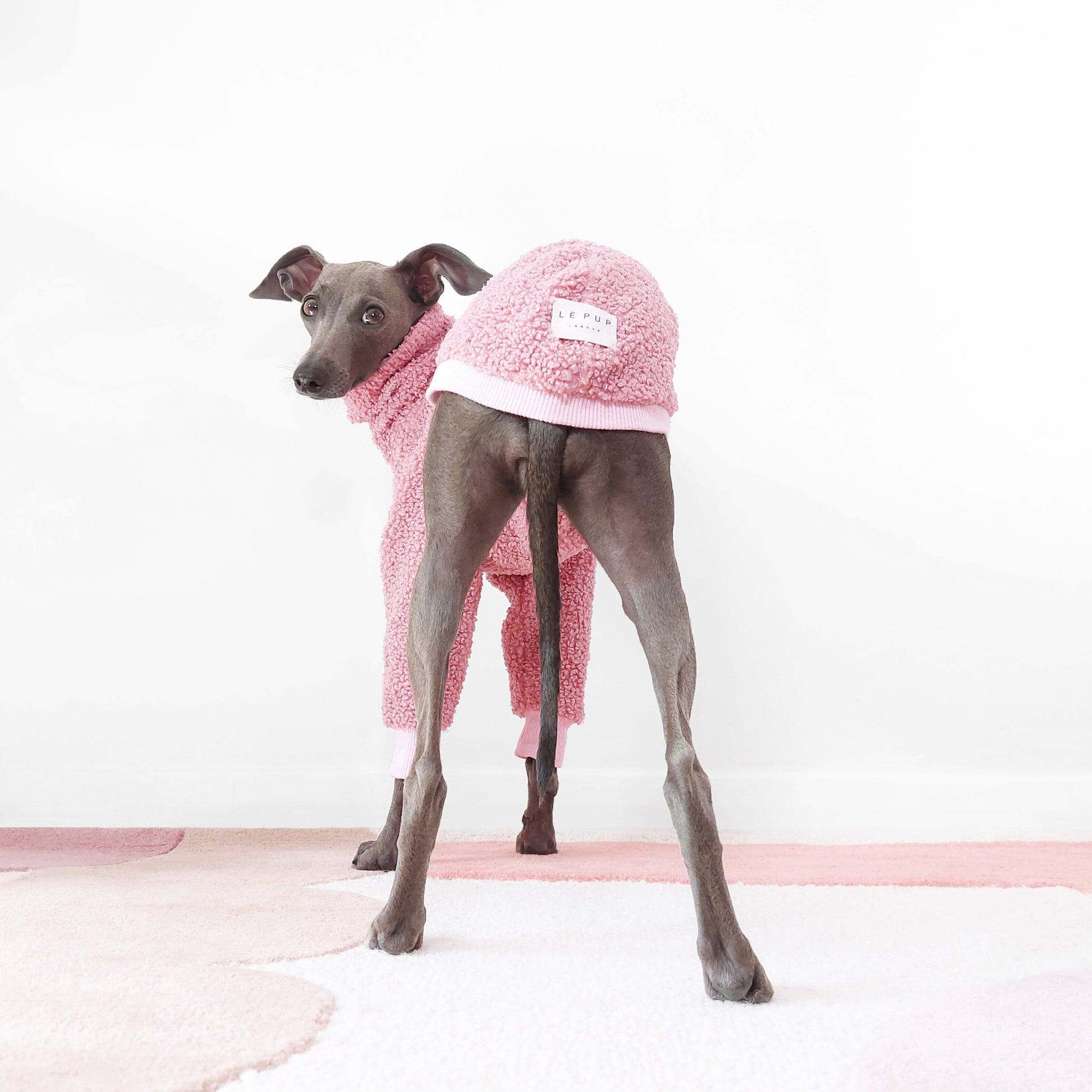 Photo from behind of an Italian greyhound wearing soft and fluffy sherpa fleece jumper by LE PUP.