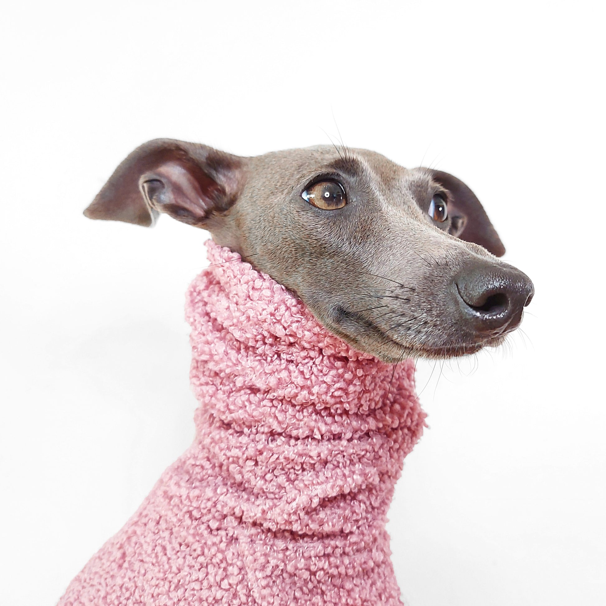 Headshot of Tofu the Italian greyhound wearing a soft and fluffy turtleneck pink sherpa fleece jumper by Le Pup