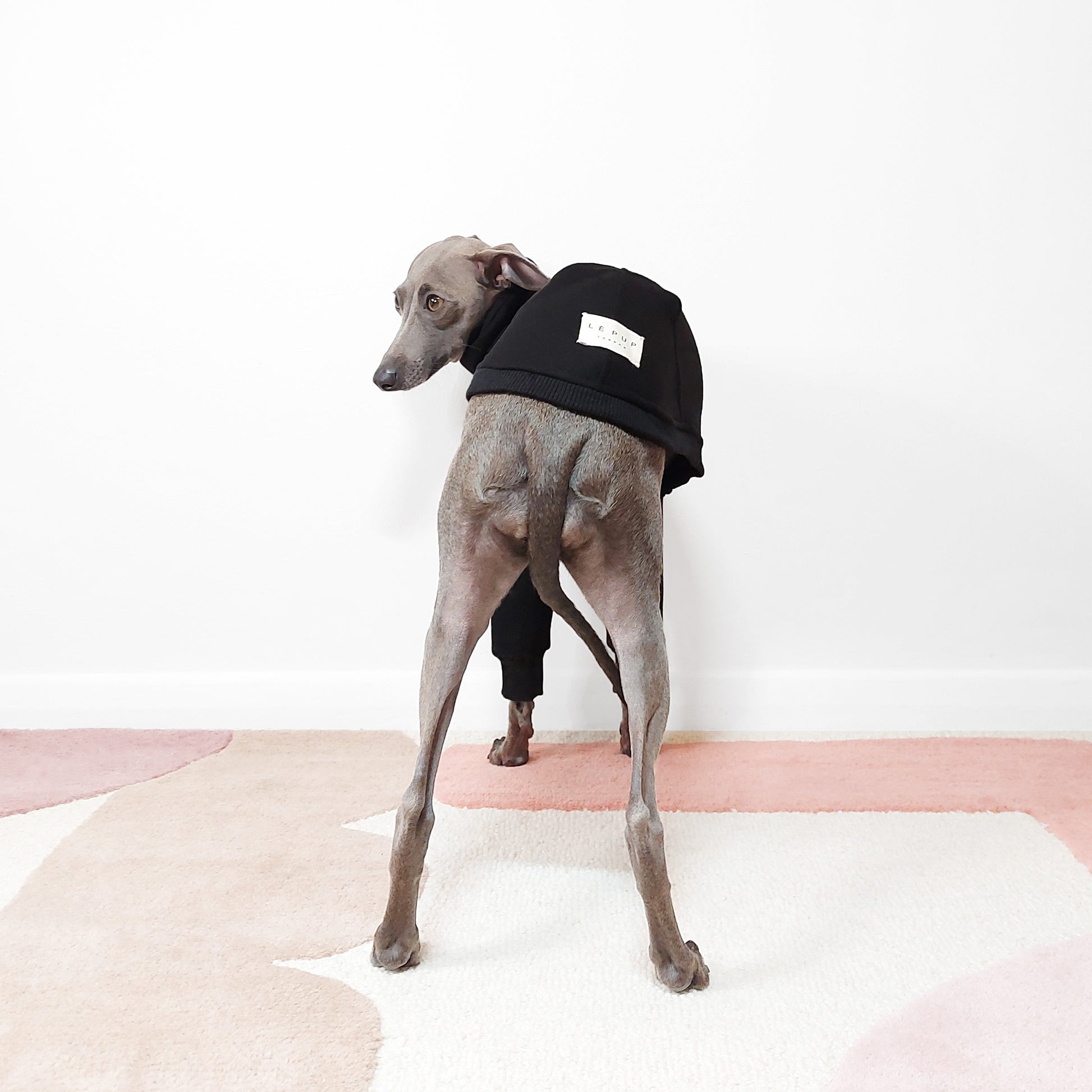 Back view of custom made Italian Greyhound and Whippet wearing black sweatshirt Jumper for Dogs by LE PUP.