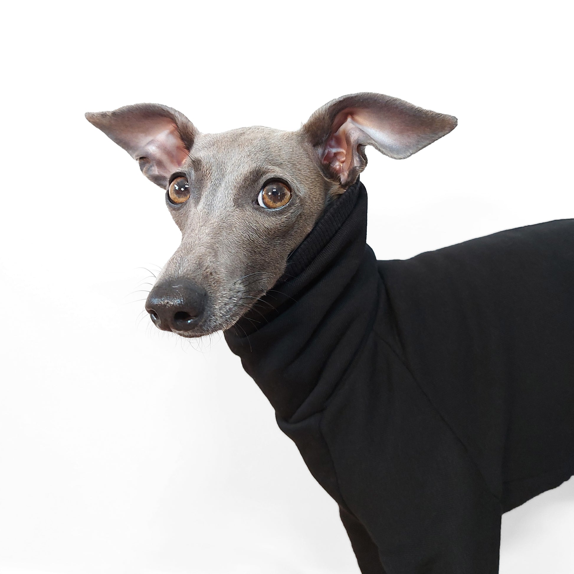 Close up of Italian greyhound wearing black sweatshirt jumper with long neck, perfect for cool summers by LE PUP.