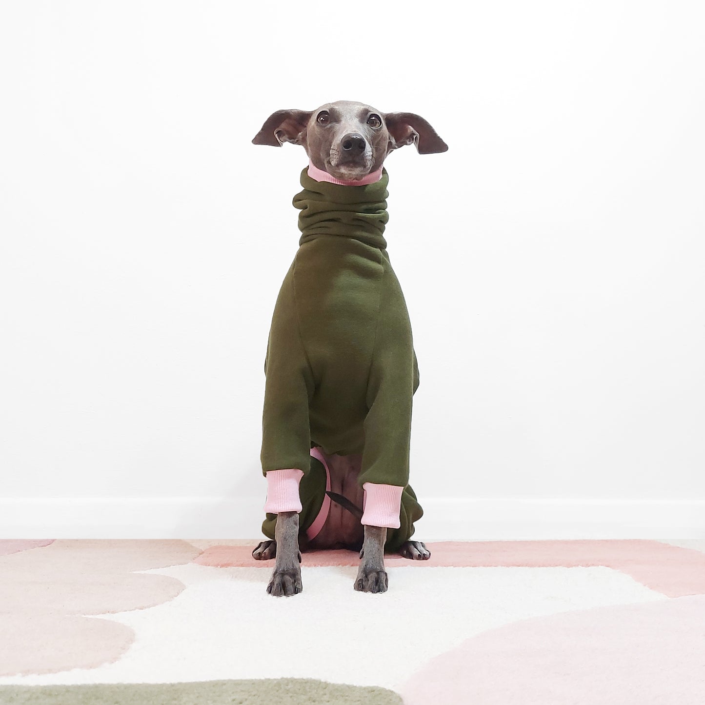 Italian Greyhound Sitting In A Bespoke Olive And Pink Le Pup Dog Outfit by LE PUP.