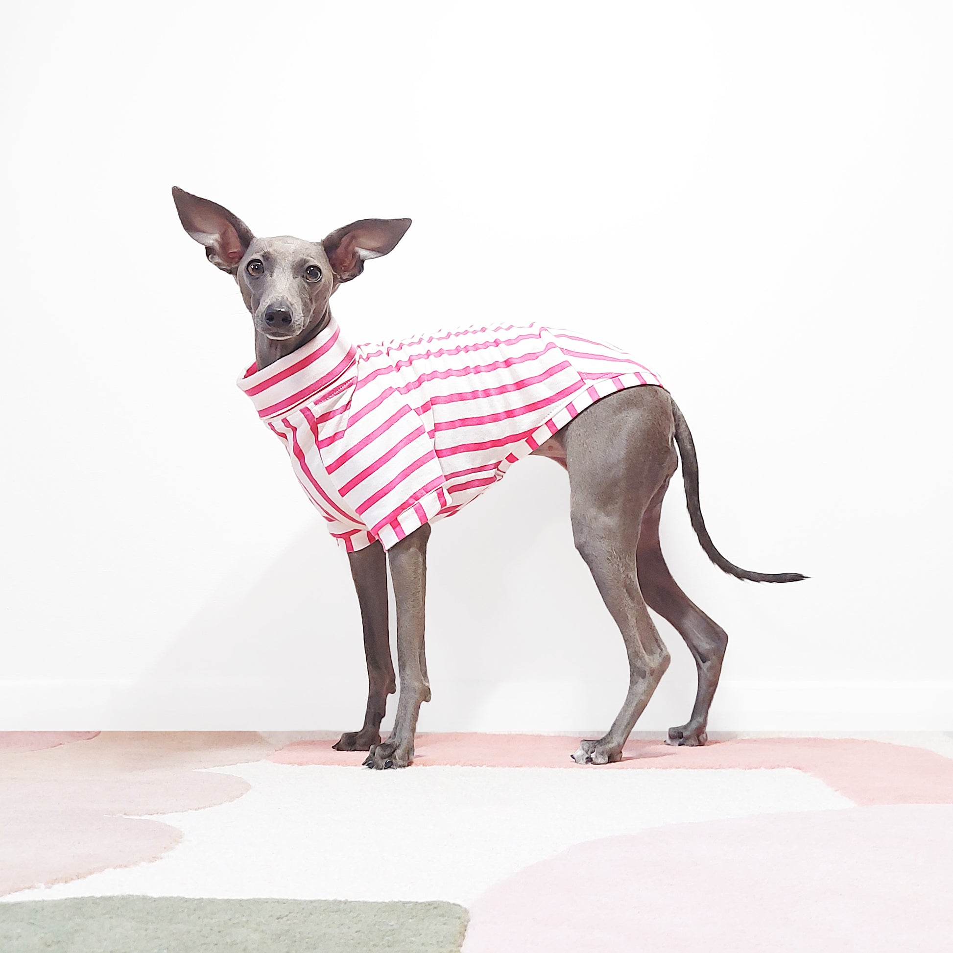 Italian greyhound in an organic cotton pink striped short sleeved dog t-shirt by LE PUP.
