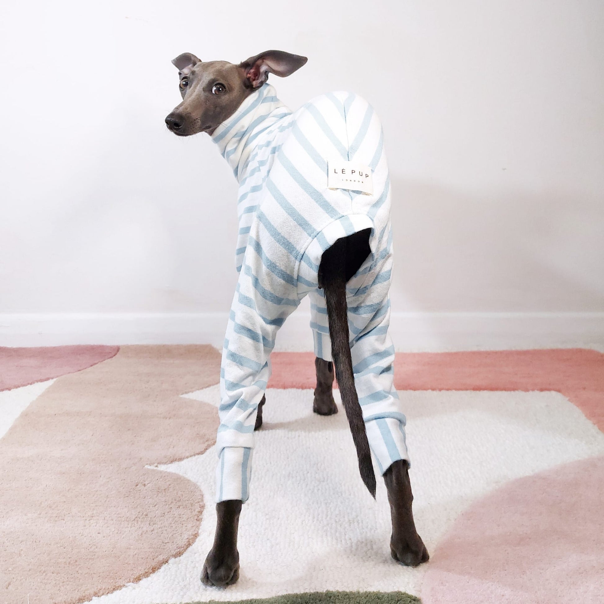 Cute Italian Greyhound wearing 100% organic cotton dog onesie by Le Pup London