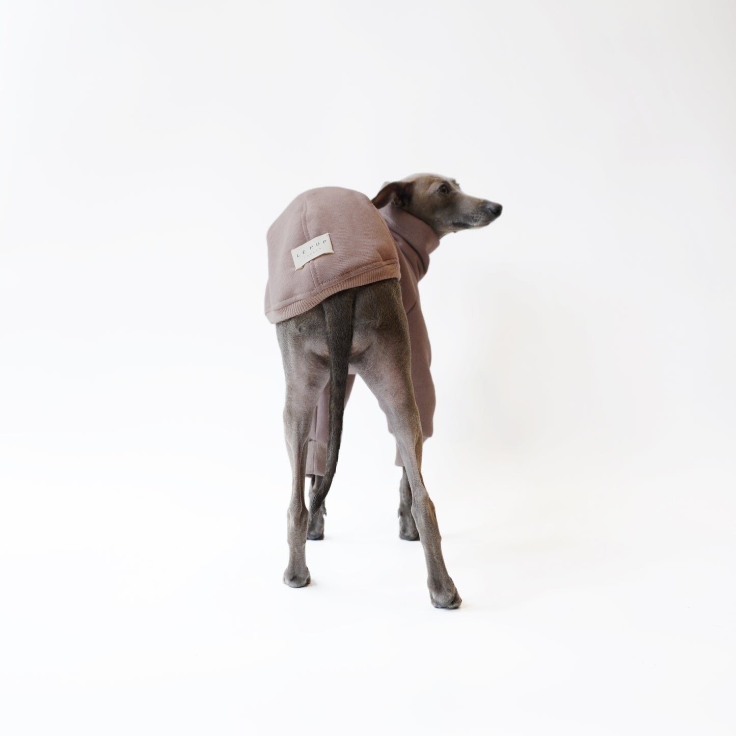 Back view of Italian Greyhound standing in a Cappuccino LÈ PUP dog jumper without the back legs by LE PUP.