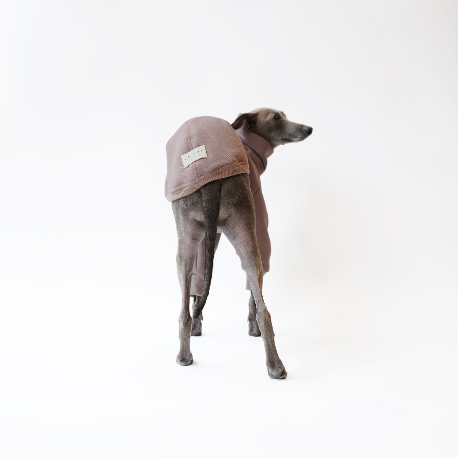 Back view of Italian Greyhound standing in a Cappuccino LÈ PUP dog jumper without the back legs by LE PUP.
