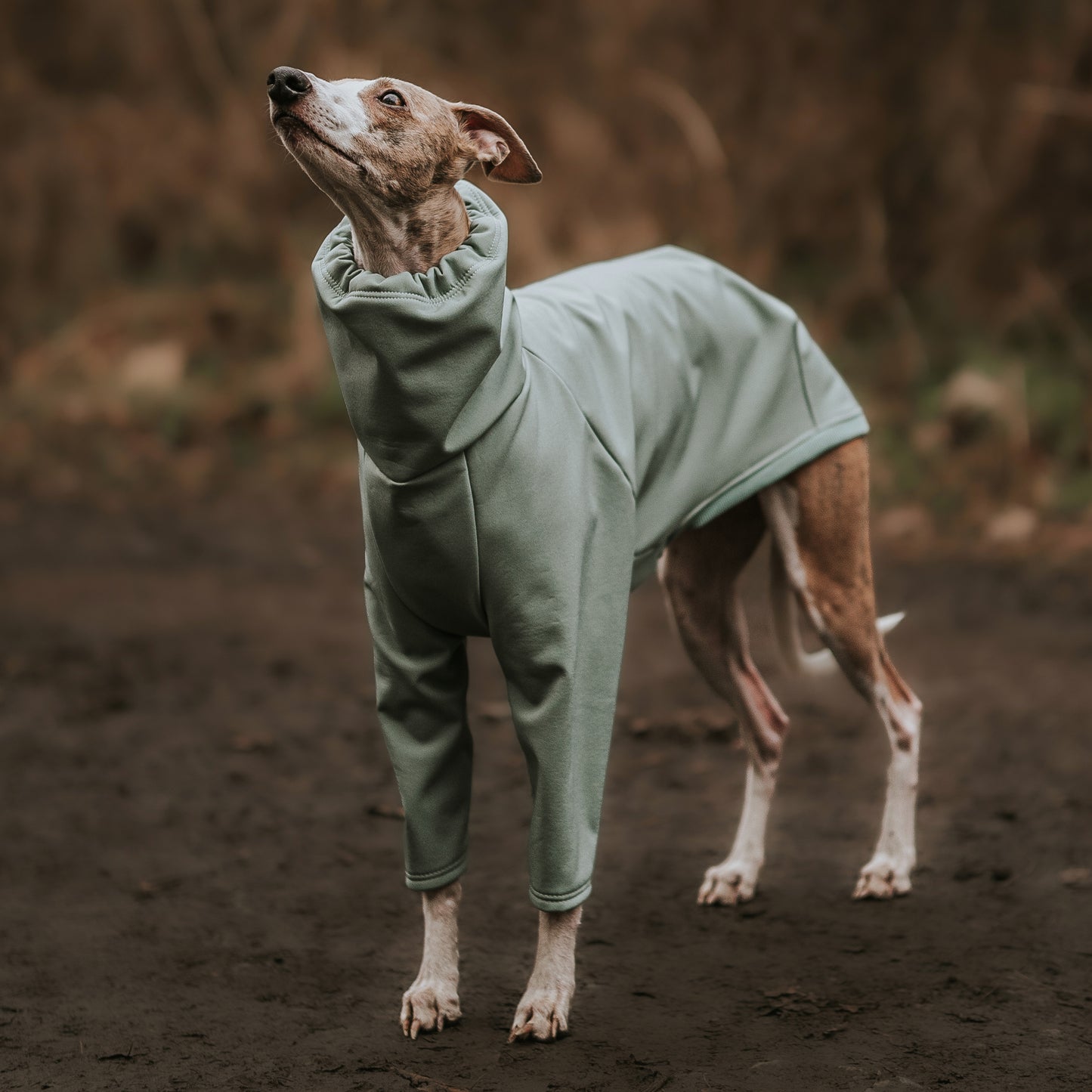 Whippet in a forest wearing a sage LÈ PUP dog raincoat