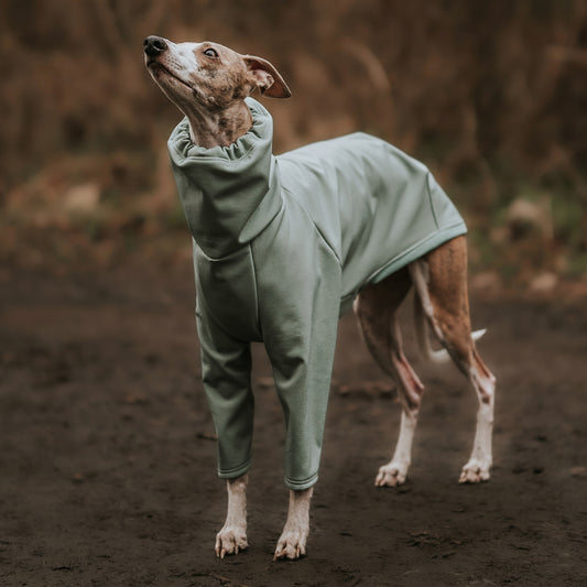 Whippet in a forest wearing a sage LÈ PUP dog raincoat