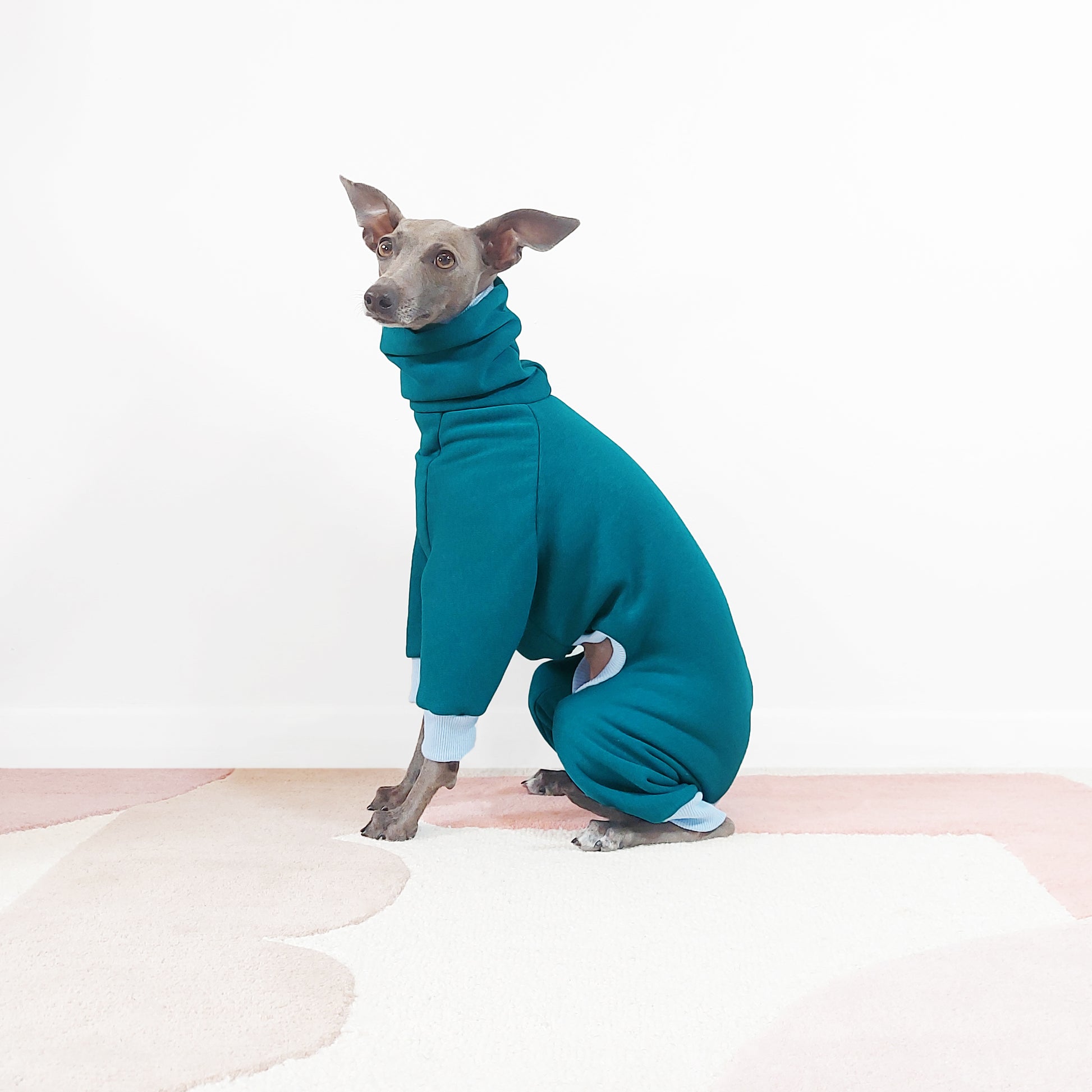 Cute Whippet sitting in her made to measure bespoke dog onesie made from certified materials by LE PUP.