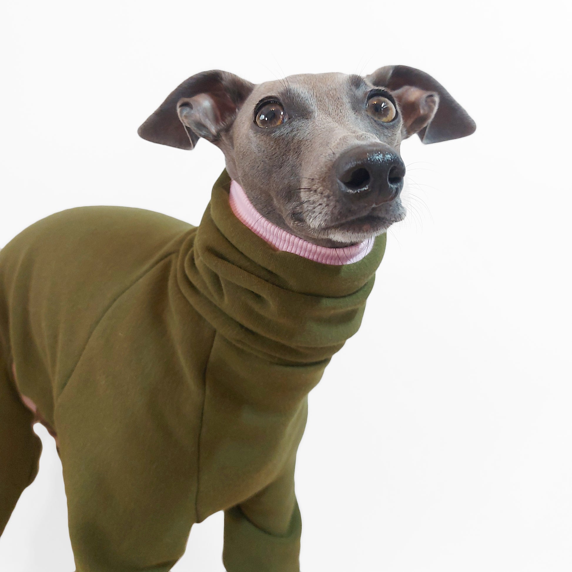 Close-up view of Italian Greyhound And Whippet green dog onesie by LE PUP.
