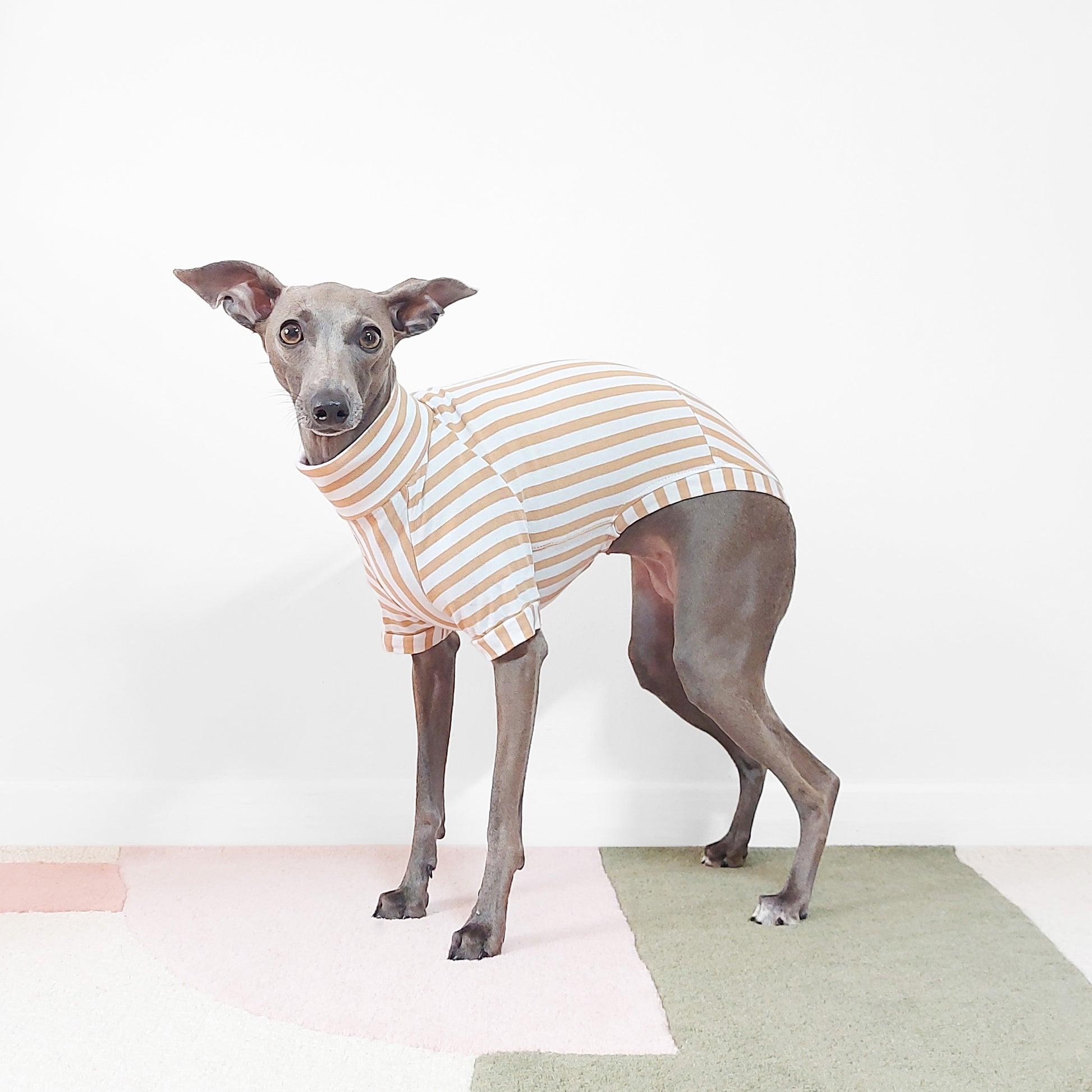 Side view of an Italian greyhound wearing soft organic cotton beige striped short sleeved dog jumper by LE PUP.