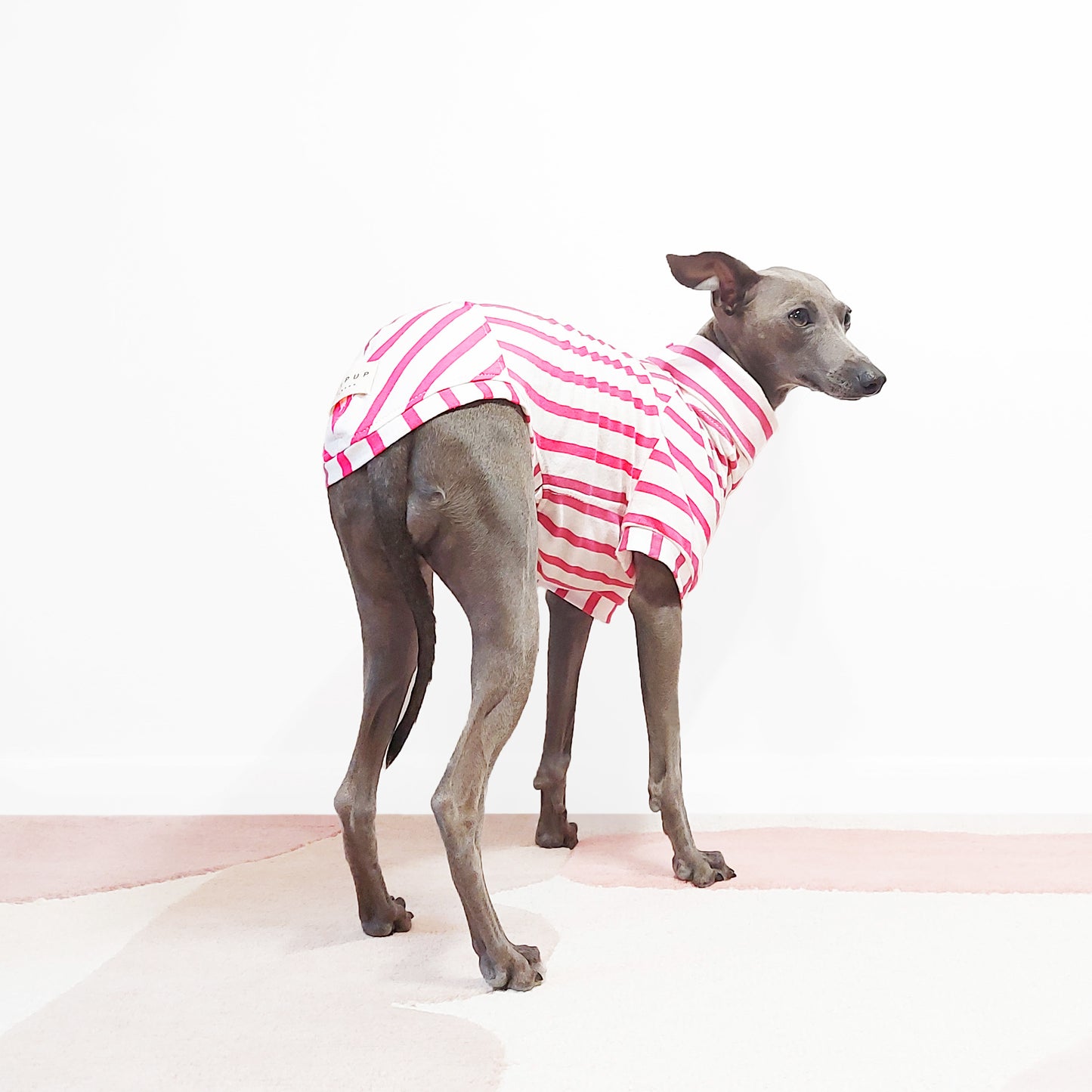 Photo from behind of a whippet in a lightweight pink t-shirt, made from sustainable GOTS-certified cotton by LE PUP.