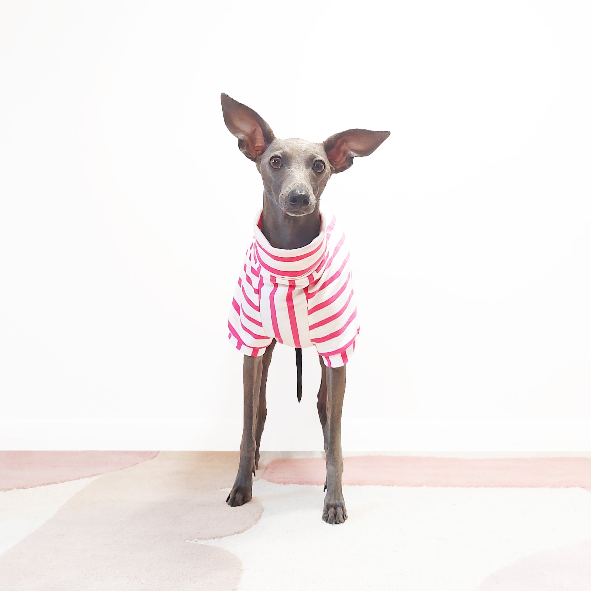 Front view of italian greyhound wearing eco friendly GOTs cotton T-shirt by LE PUP.