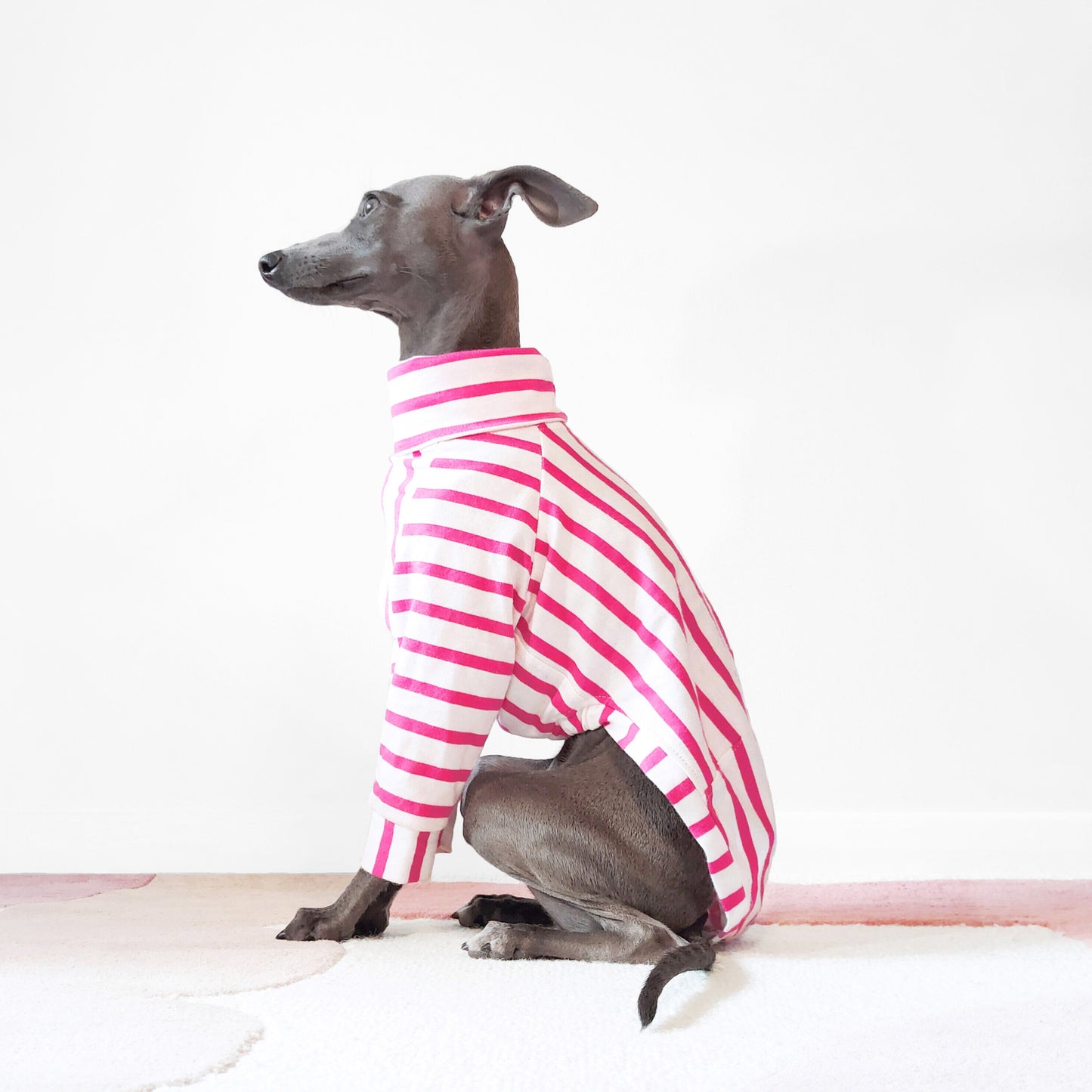 Side view of Italian greyhound sitting sideways wearing soft custom dog jumper, perfect for dogs with sensitive skin by LE PUP.