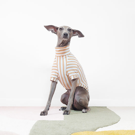 Front shot of cute whippet ready and alert sitting wearing organic dog clothing by LE PUP.