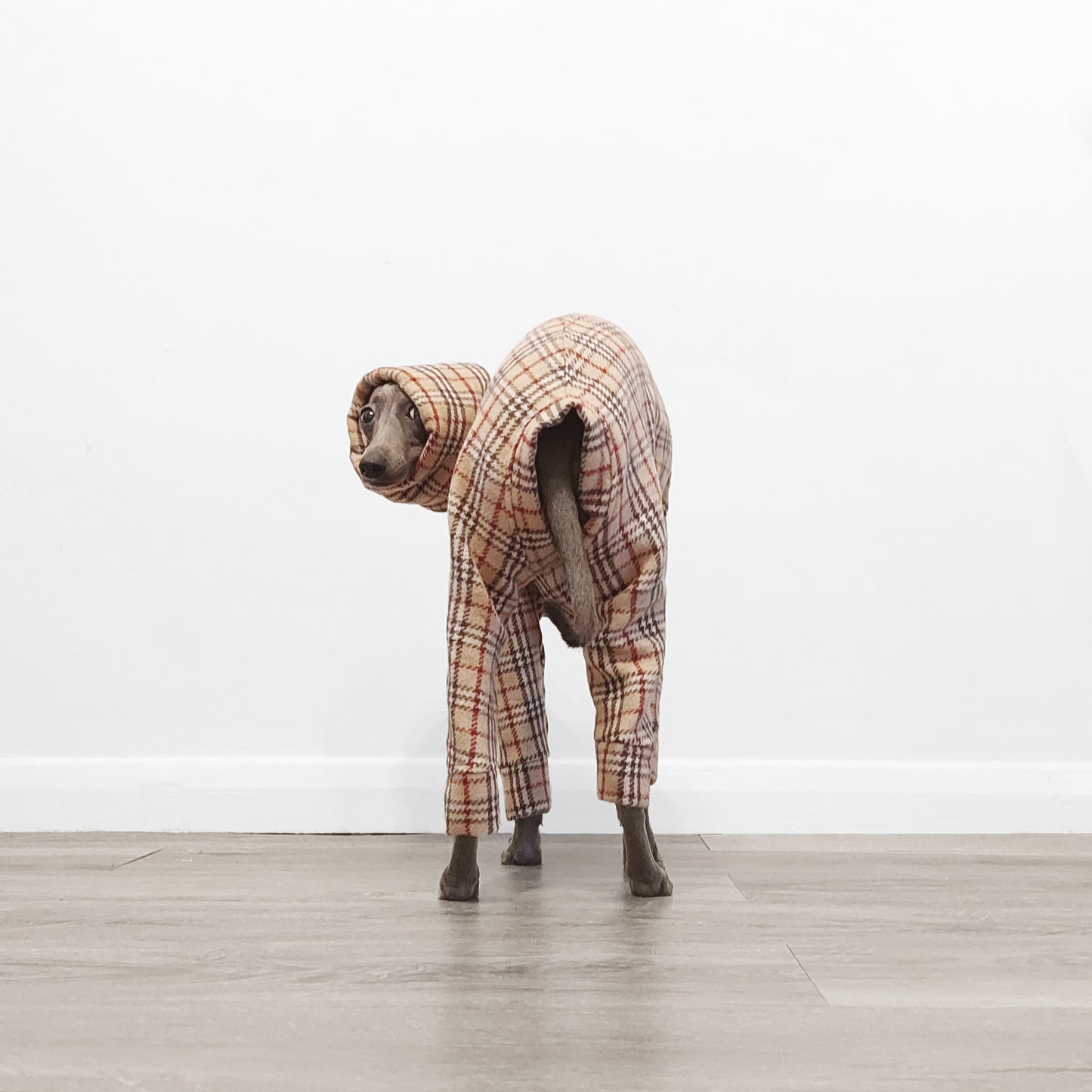 Back shot of sighthound Italian greyhound dog wearing tartan wool dog coat by LE PUP.