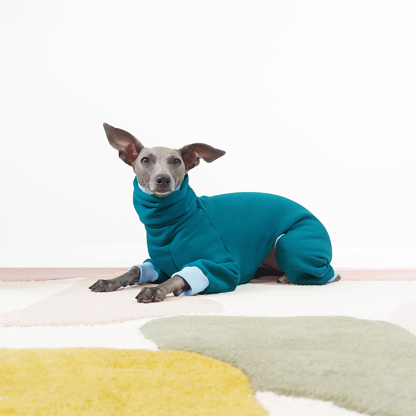 Whippet lying down in a teal handmade bespoke winter dog onesie by LE PUP.