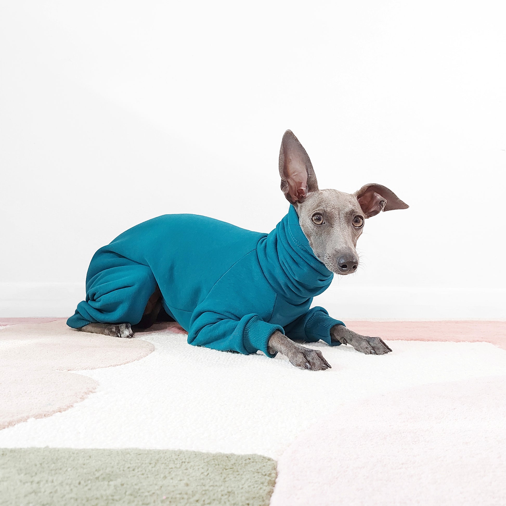 Italian Greyhound laying down in a sweatshirt fabric onesie featuring a long snood for extra coverage nad warmth by LE PUP.