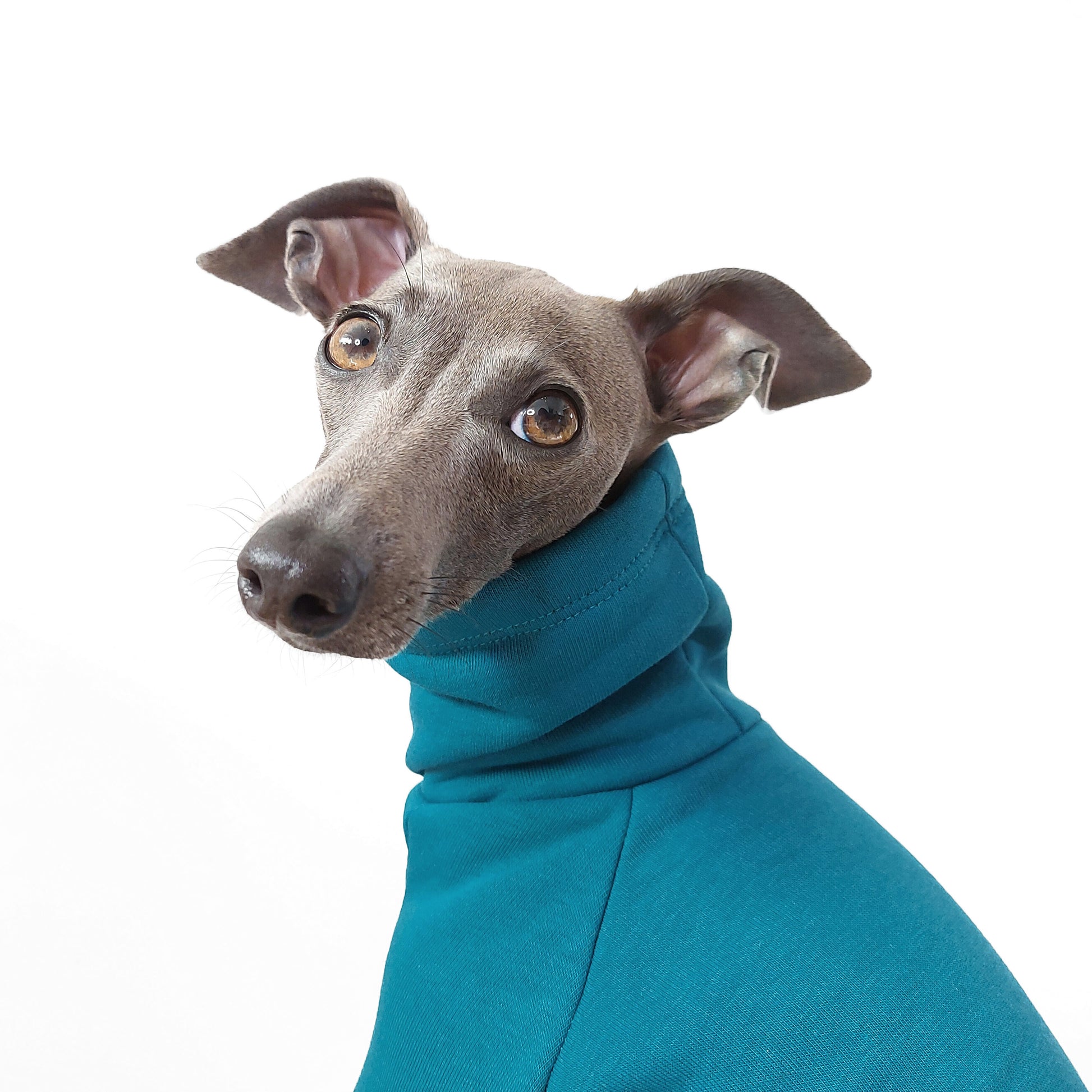 Close-up of sighthound wearing  sweatshirt dog jumper made from sustainable Oeko-Tex by LE PUP.