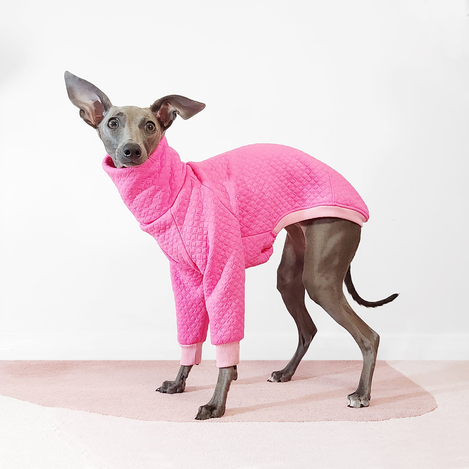 Side view of Whippet wearing hot pink dog coat by LE PUP.